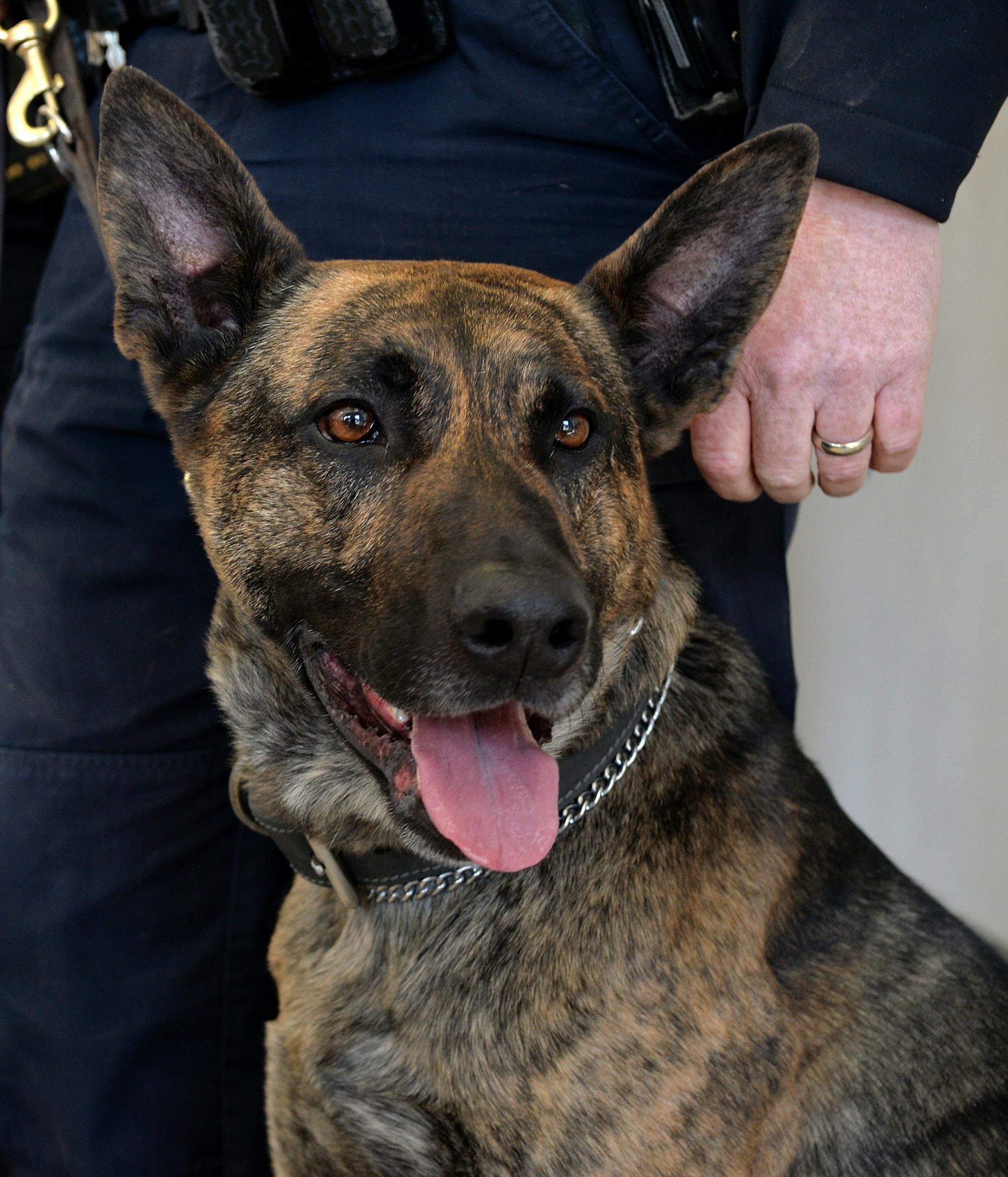 Minneapolis Police Department K-9 Unit Officers Mark Madich (left) and Tom Fahey (center) demonstrate K-9 Officer Dutch's role in explosives investigations. ] (SPECIAL TO THE STAR TRIBUNE/BRE McGEE) **Officer Mark Madich (left, Minneapolis Police Department ), Officer Tom Fahey (right, Minneapolis Police Department ), Dutch (center, Minneapolis Police Department K-9 officer)