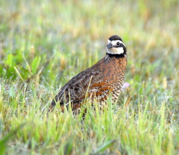 The bobwhite quail
