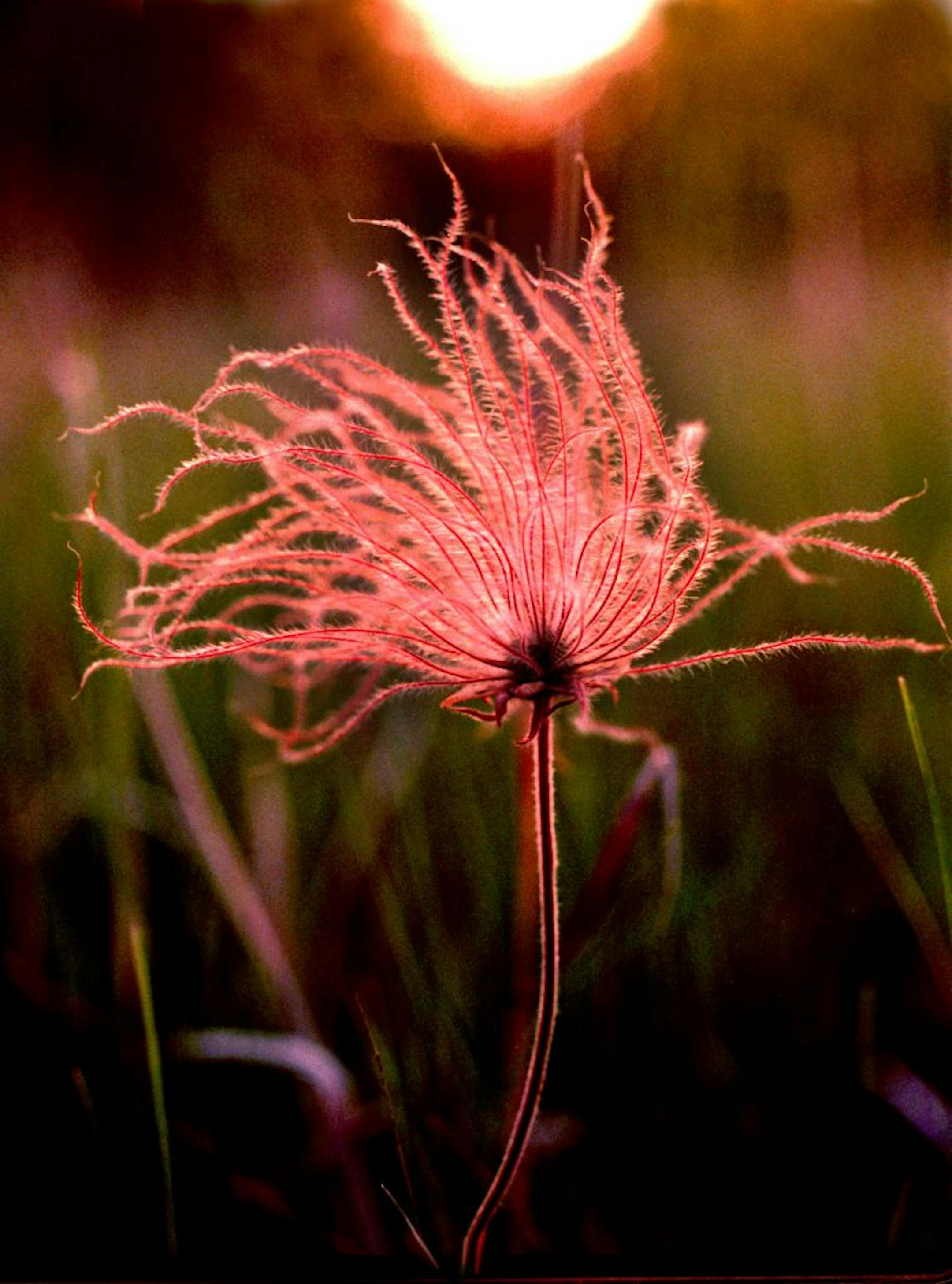 A torch flower, or prairie smoke, goes to seed.