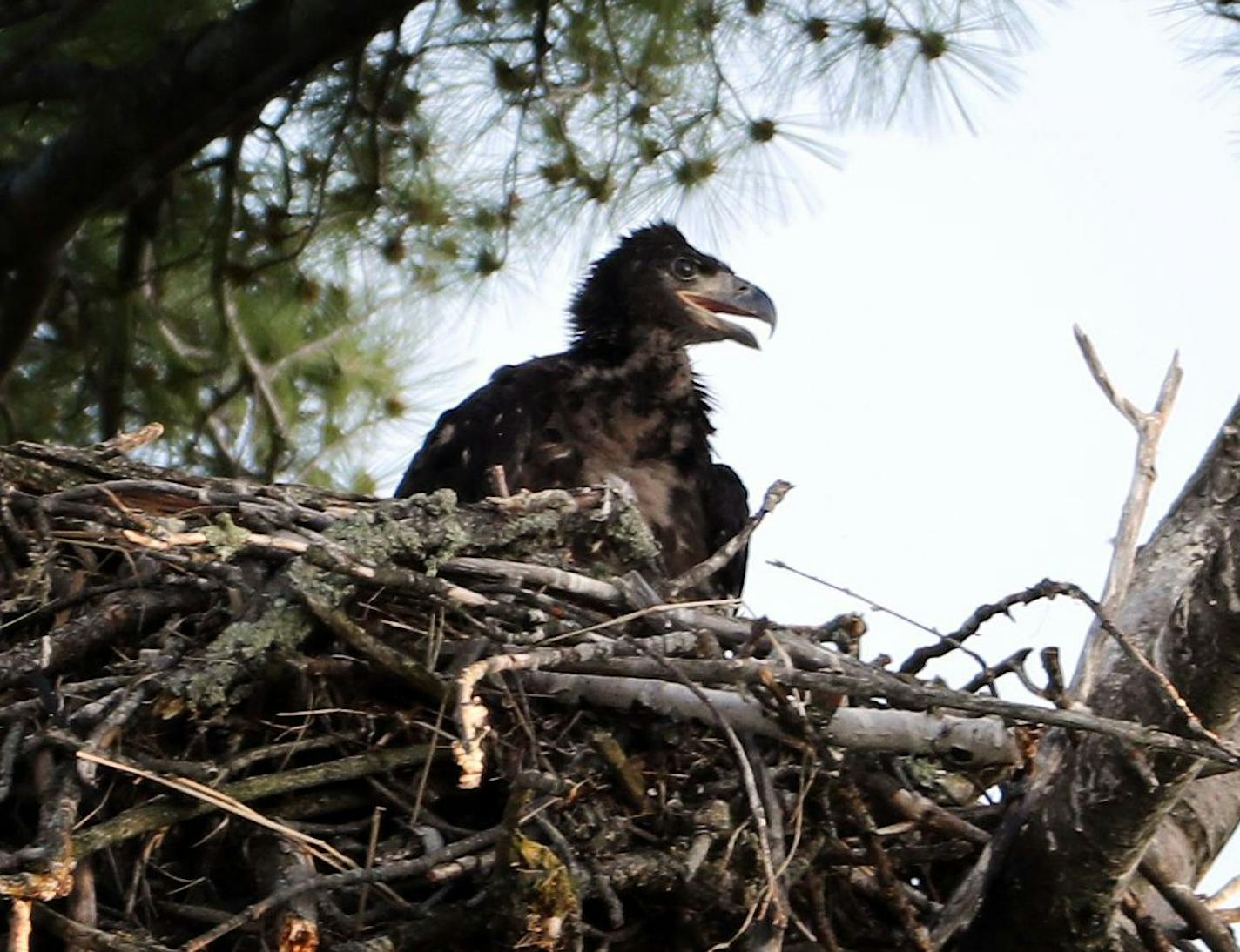 A baby eagle nested last year at Kabetogama Lake in Voyageurs National Park. The park has closed several campsites on Kabetogama this year to protect eagles nesting nearby. ORG XMIT: MIN1606290938260177