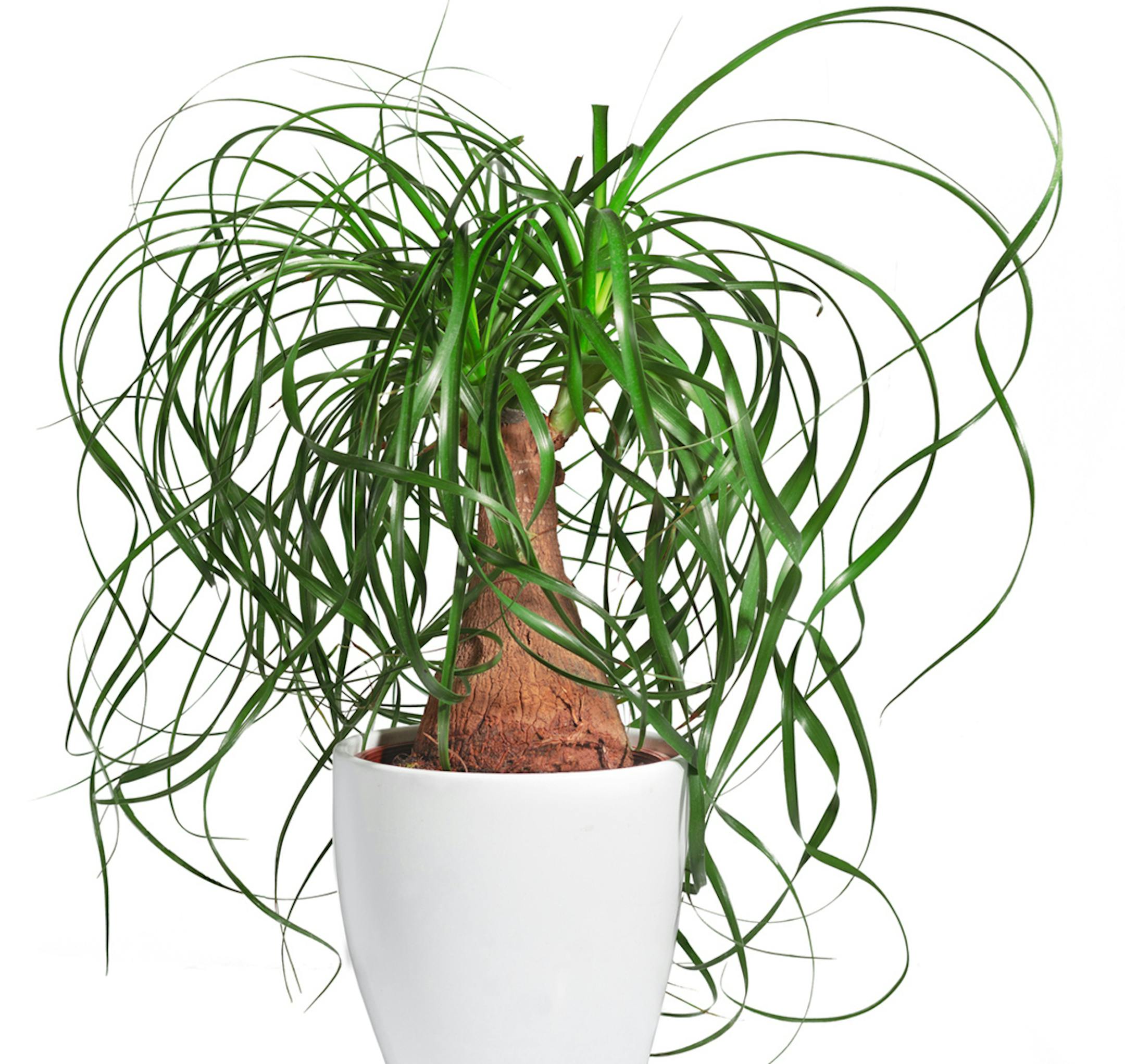 Ponytail palm (istock)