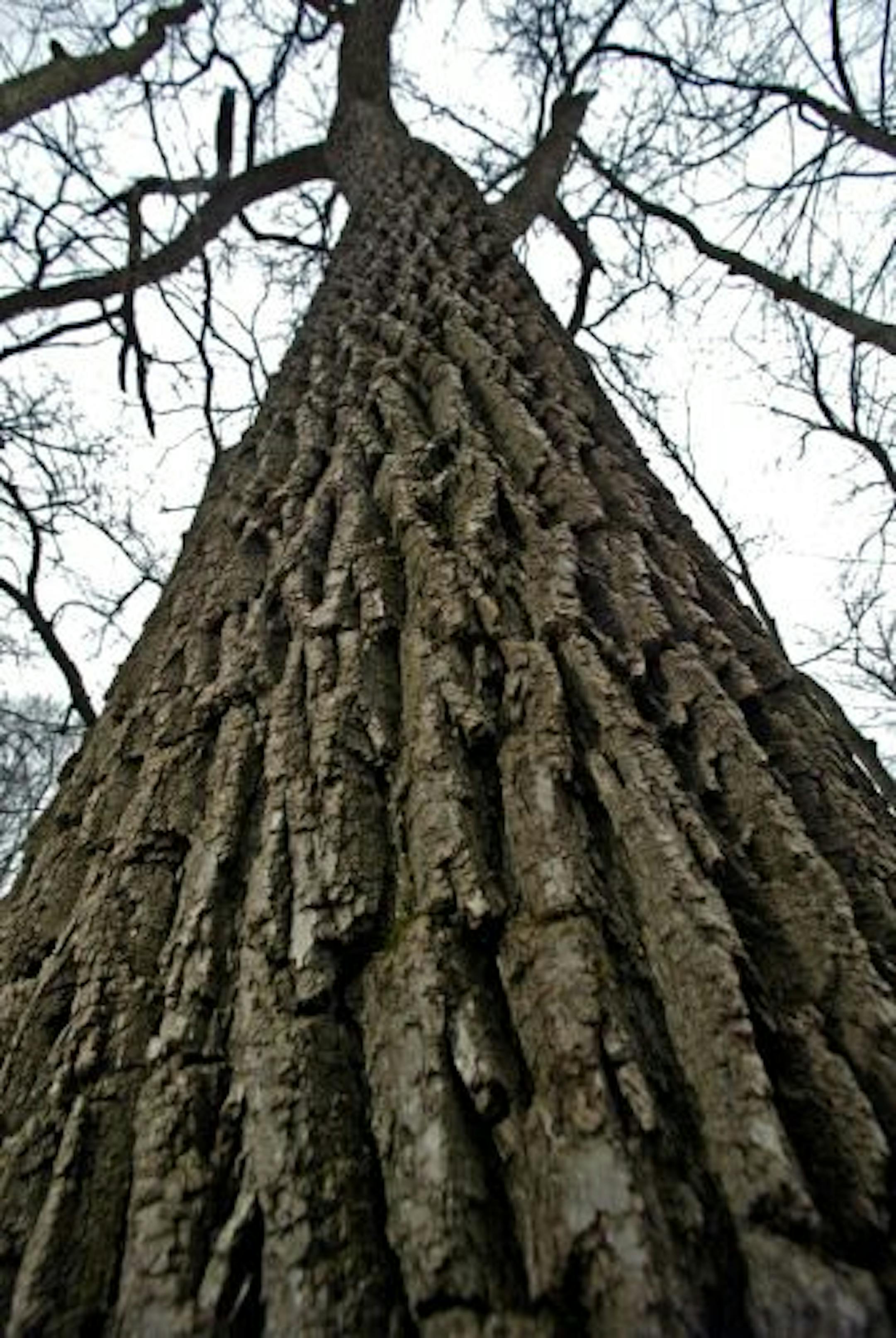 The tell-tale striated bark of the black walnut tree. The surface of the black walnut nut has a similar surface.