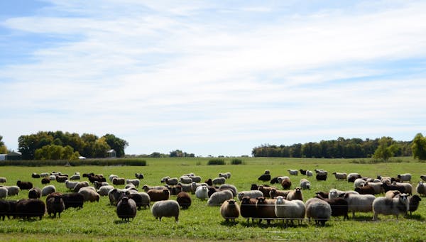 Star Thrower Farm Pasture, from writer-photographer-blogger Stephanie Meyer's new book &#x201a;&#xc4;&#xfa;Twin Cities Chef&#x201a;&#xc4;&#xf4;s Table