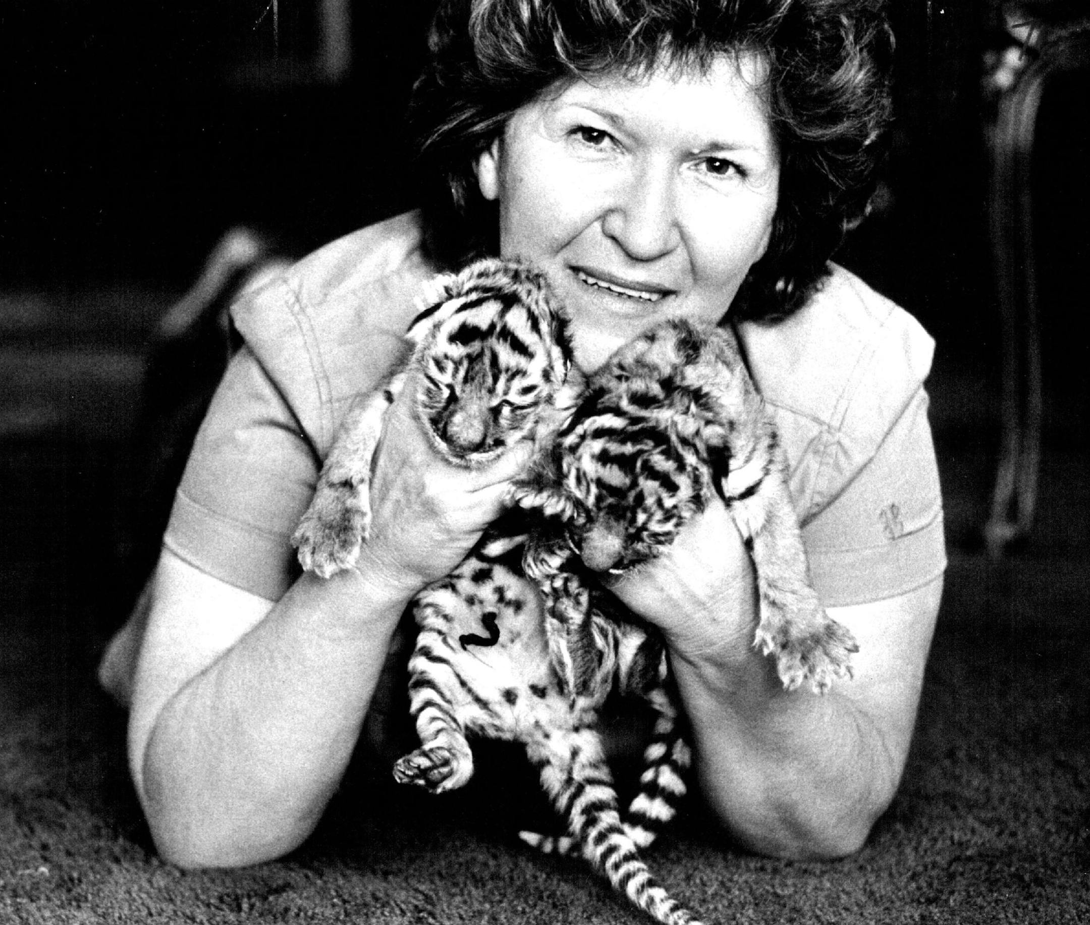 September 9, 1981 Zoo volunteer Arlene Scheunemann, left, held two of three new arrivals at the Como Zoo. The Siberian tiger cubs were born at the zoo Monday and visitors will be able to see the cubs Sunday at the fifth annual Wildlife Art Show and kale, "Safarifair." Wildlife artists' work will be on display from 10 a.m. to 5 p.m. at the Lakeside Pavilion on Como Lake in St. Paul Zoo animals will visit the grounds throughout the day, Proceeds from the fair will go toward continuing the renovati