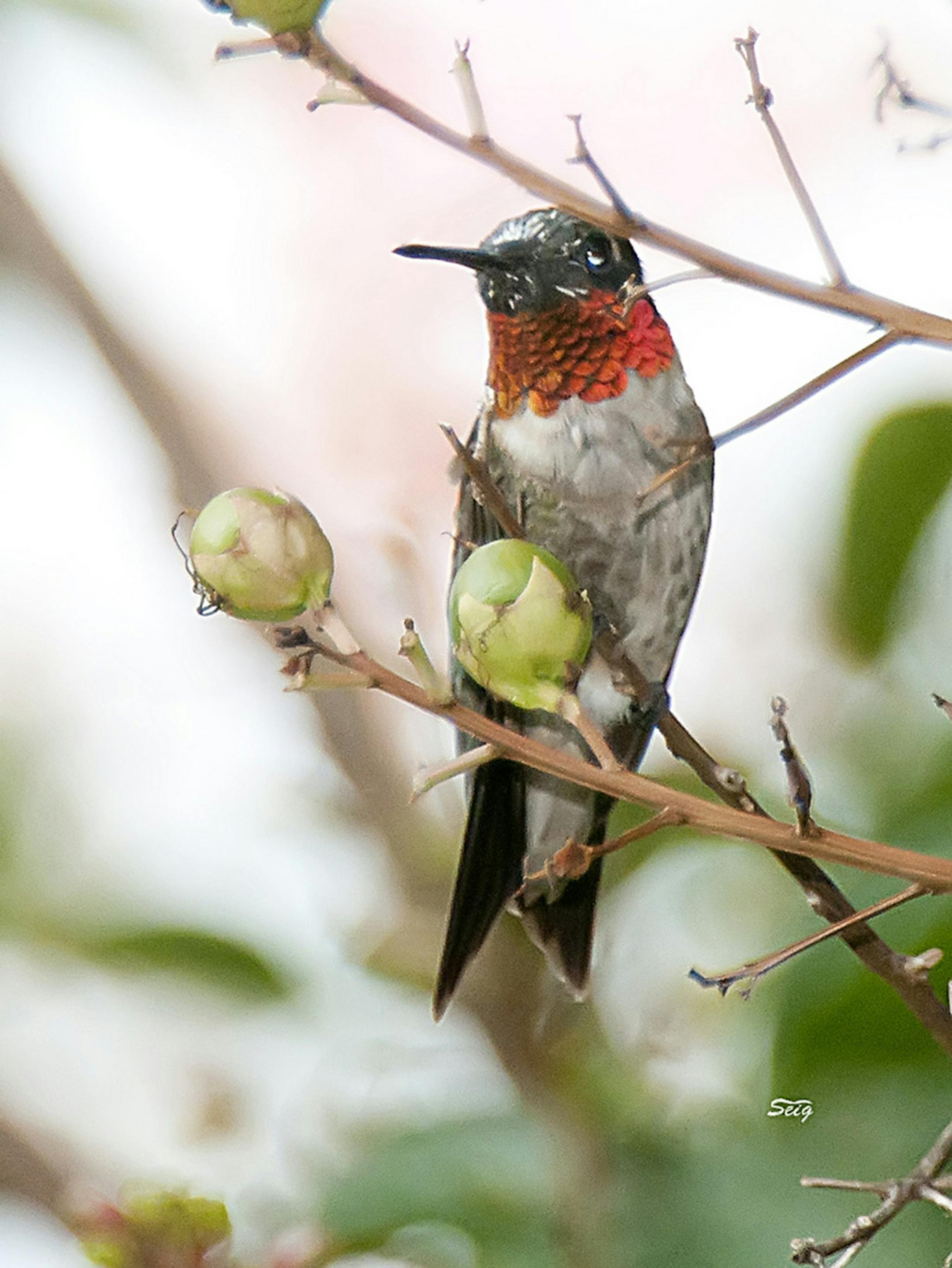 A ruby-throated hummingbird. (Photo courtesy Seig Kopinitz) ORG XMIT: 1169292
