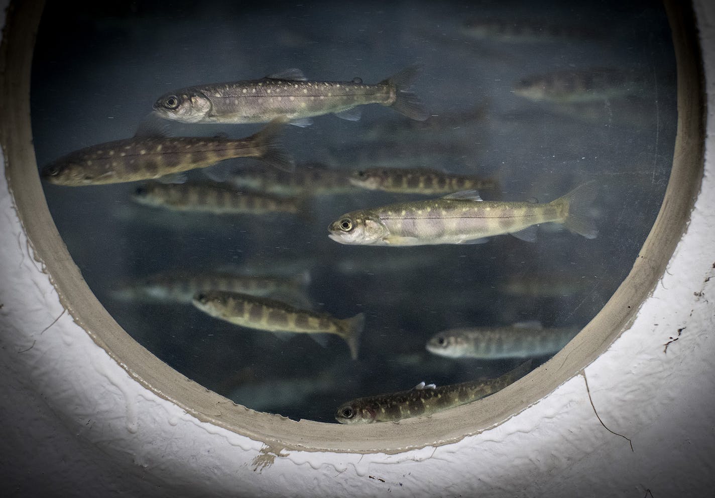 Lee Scoggin of Urban Organics fed fish, Friday, June 2, 2017 in St. Paul, MN. The fish waste will eventually become food for the plants being planted there. Pentair and Urban Organics opened a new 87,000 sq.ft. indoor fish and produce farm Thursday in the old Schmidt brewing factory that will provide produce and fish to groceries, coops, and restaurants ] ELIZABETH FLORES &#xef; liz.flores@startribune.com