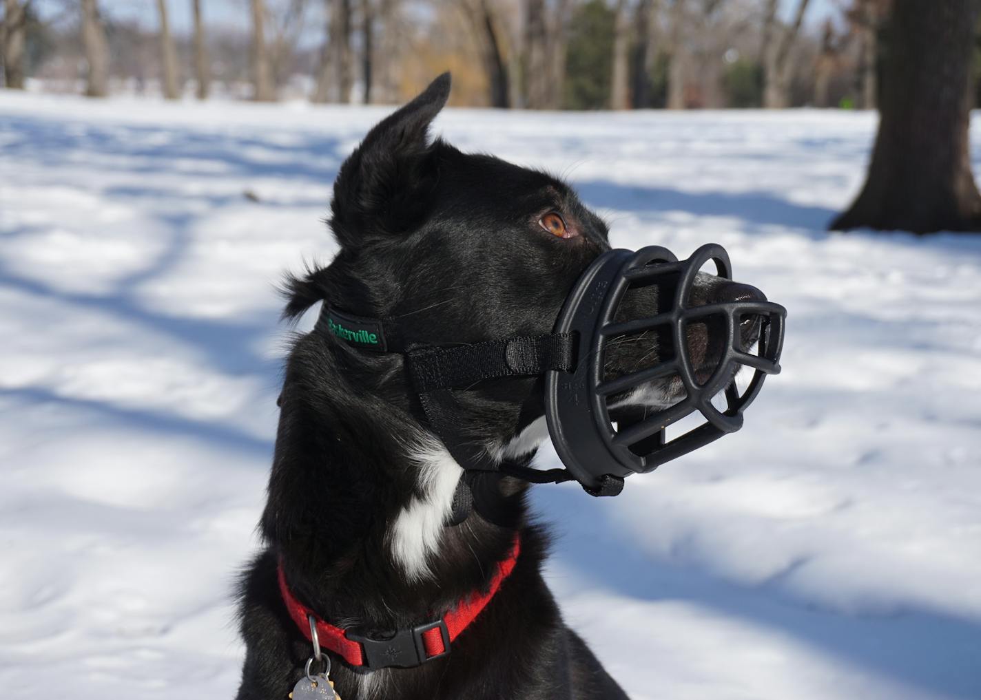 Angus is learning to wear a muzzle, primarily for vet visits. He likes the fact that he can easily eat chicken through the many openings.