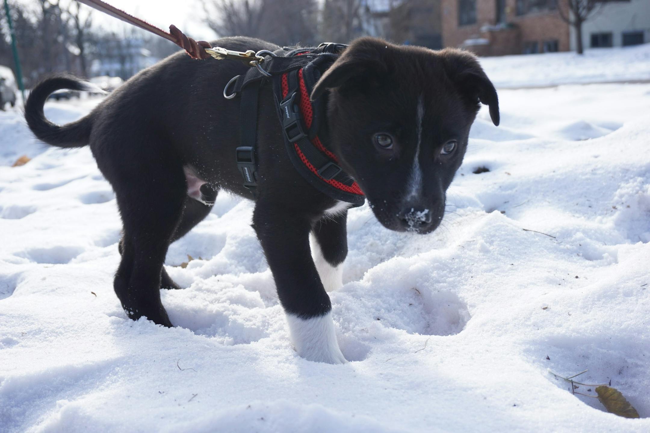 Angus took to the leash right away.