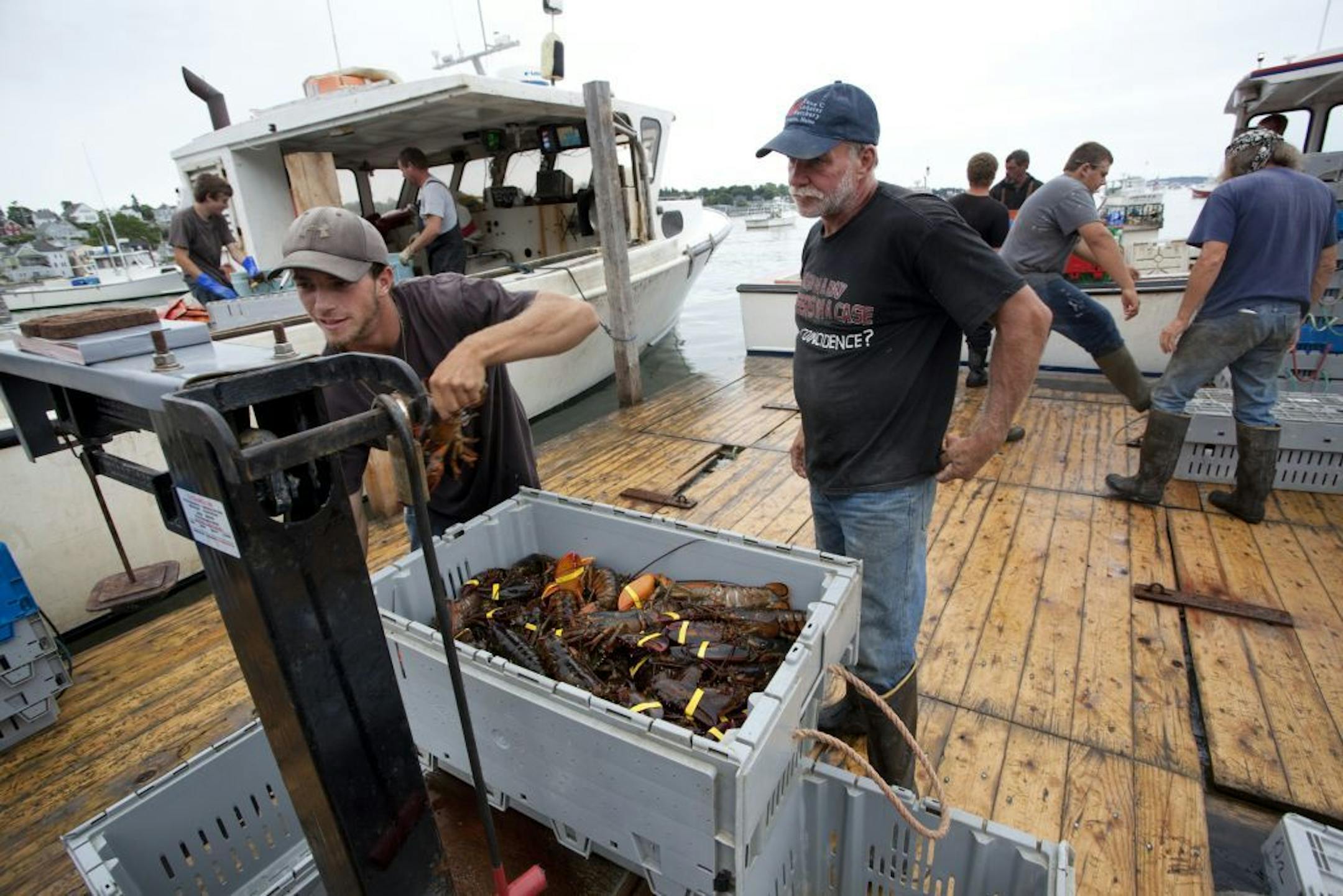 Louie Nault and his son, Sonny, weigh lobsters at a pier in Stonington, Maine, July 26, 2012. An overabundance of lobsters in Maine, attributed to warm water and good conservation techniques, has led to fishermen getting $1.35 a pound, compared with $3.80 last year.