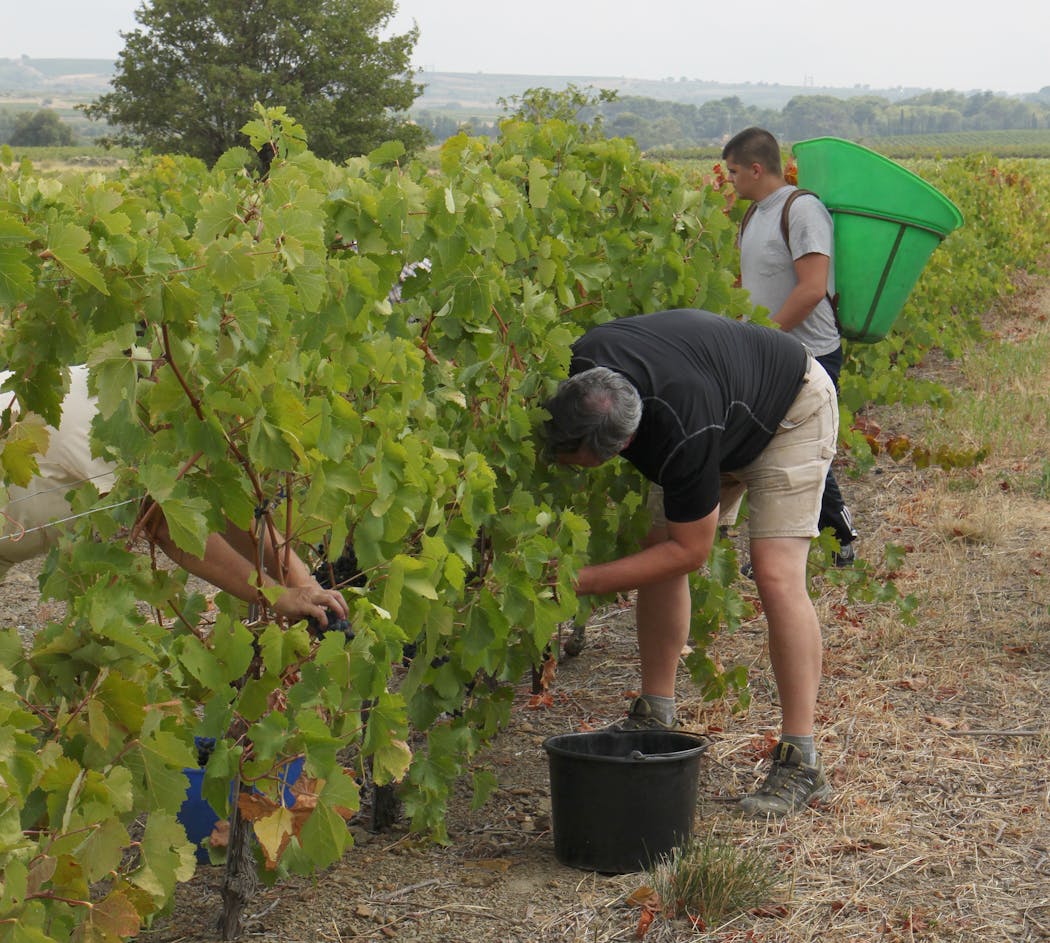 Steve Hoffman working the vineyards in Autignac, France.
