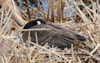Nesting and incubation demands differ for various waterfowl