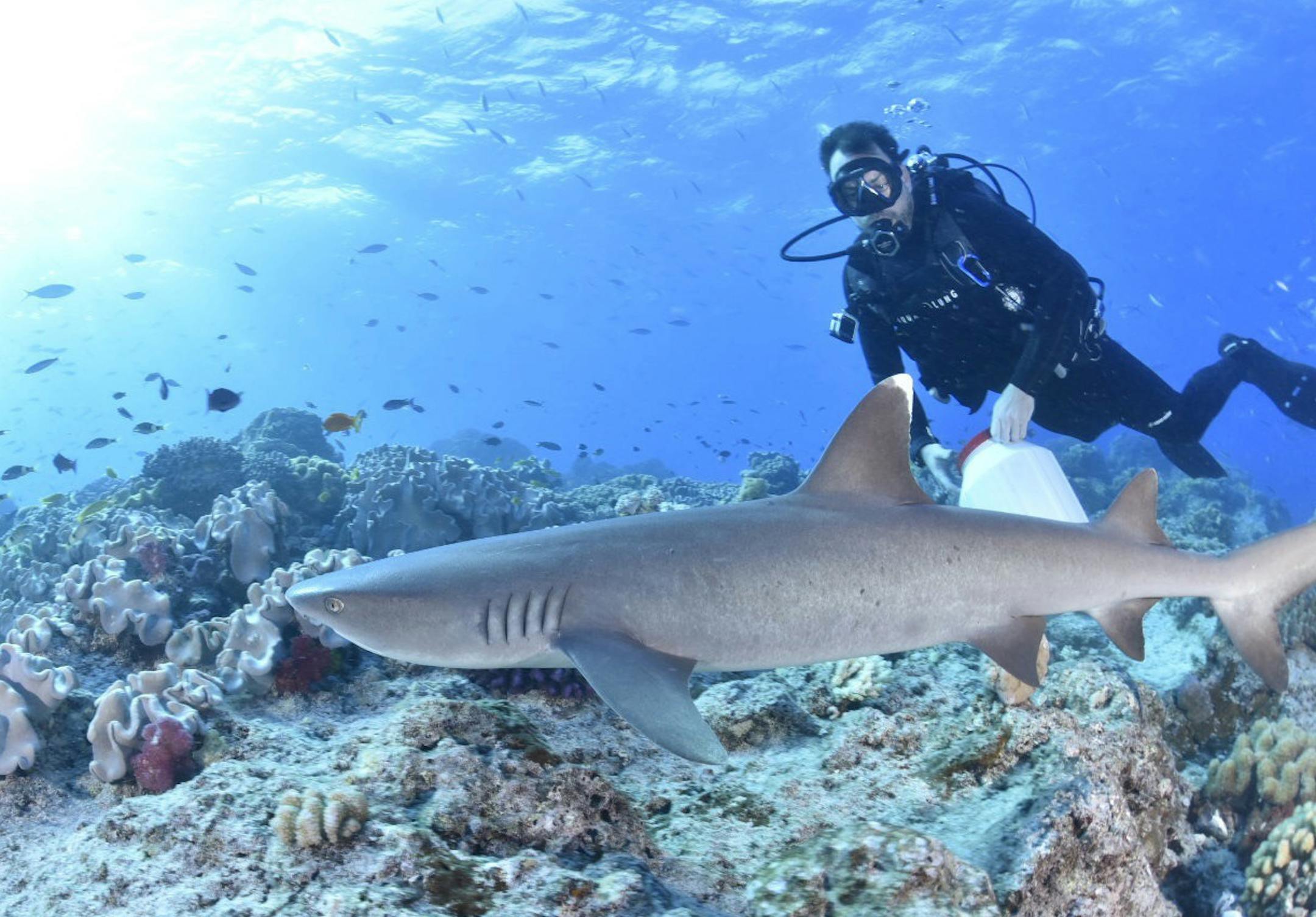 National Geographic crew member, Michael Drake, watches a shark cruise along the reef toward a school of fish as part of "Sharkfest." (SeaLight Pictures/Dr. Bastien Preuss)