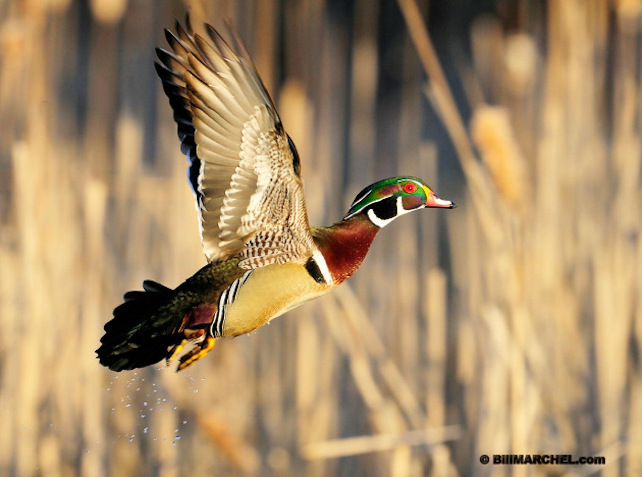 00360-116.01 Wood Duck drake in flight low against marsh background. Fly, hunt, action, color, jump.