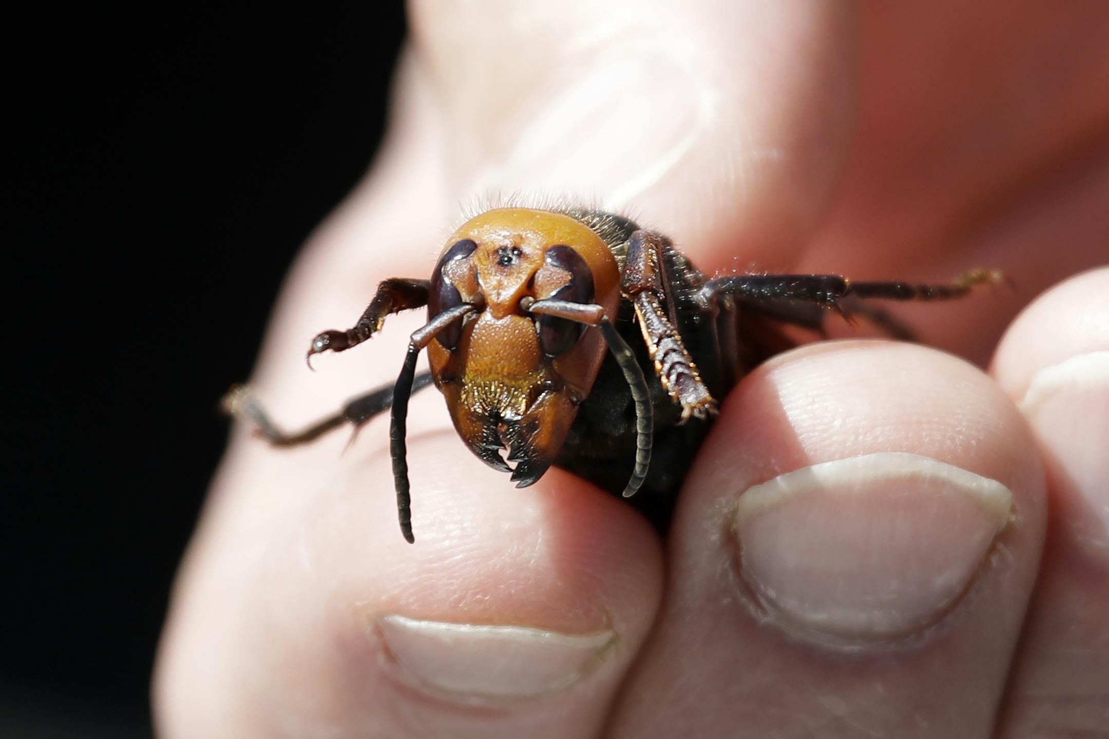 Washington State Department of Agriculture entomologist Chris Looney displays a dead Asian giant hornet, a sample brought in from Japan for research, Thursday, May 7, 2020, in Blaine, Wash. The new Asian hornets that have been found in Washington state may be deadly to honeybees, but bug experts say the Asian giant hornet is not a big threat to people. (AP Photo/Elaine Thompson, Pool)