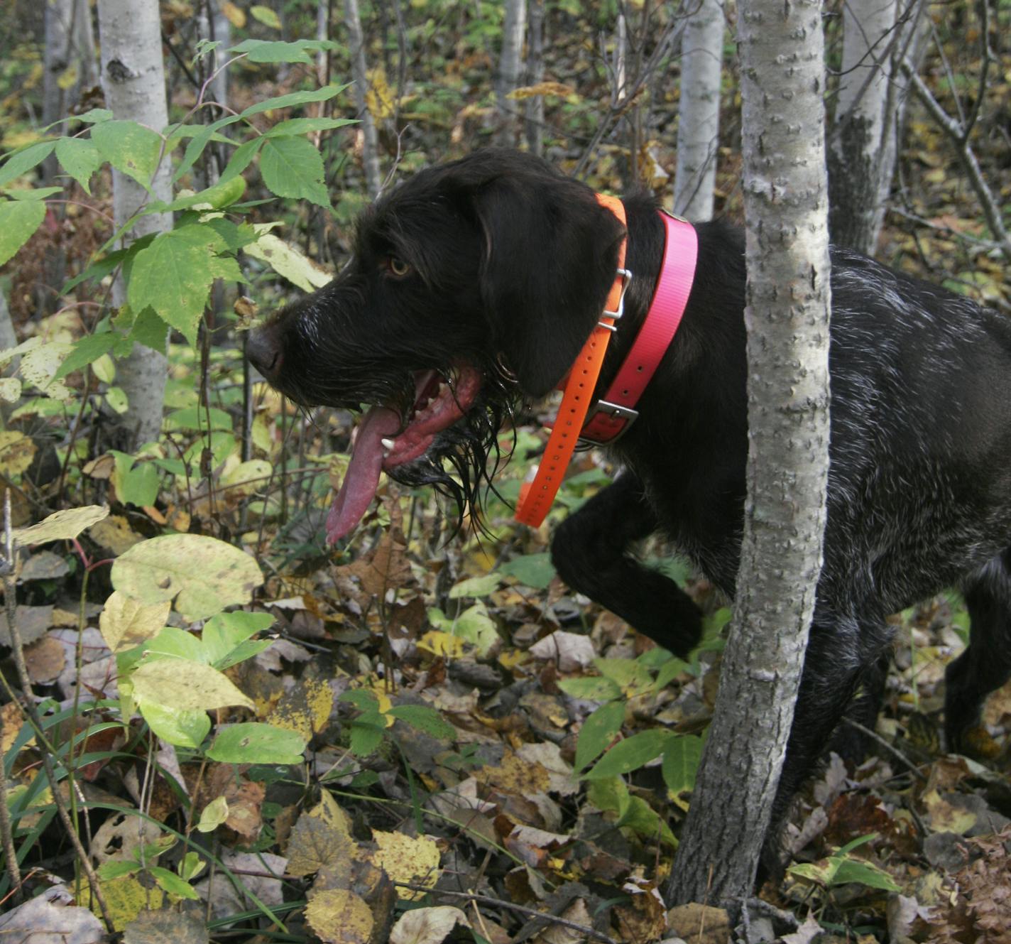 Meine, 3 1/2 year old Deutsch Drahthaar, pointed bird scent during a ruffed grouse and wood cock hunt last weekend.