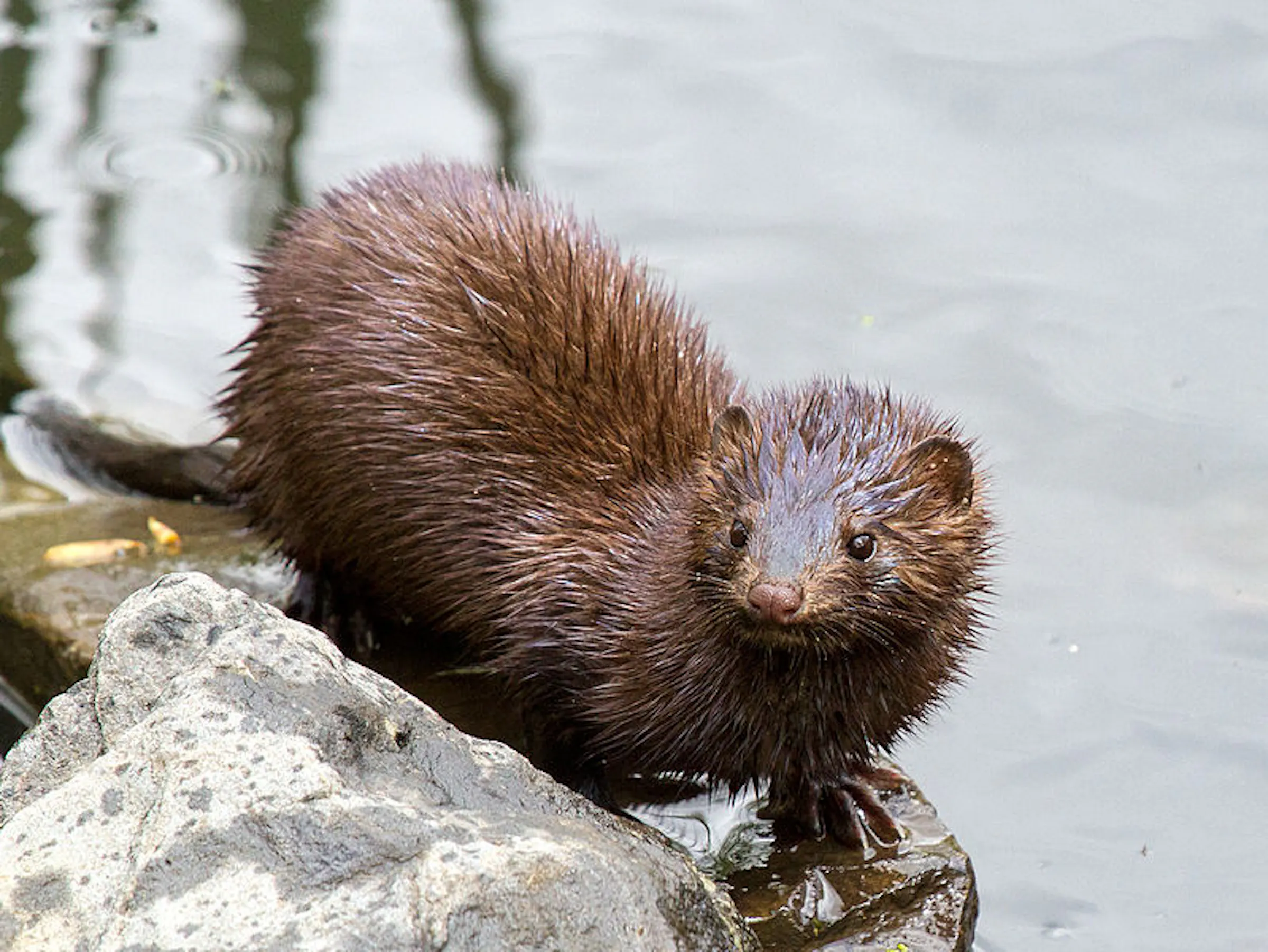 Activists break in and release 3,000 mink from Wisconsin fur farm