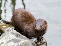 An American mink, pictured in the United States.