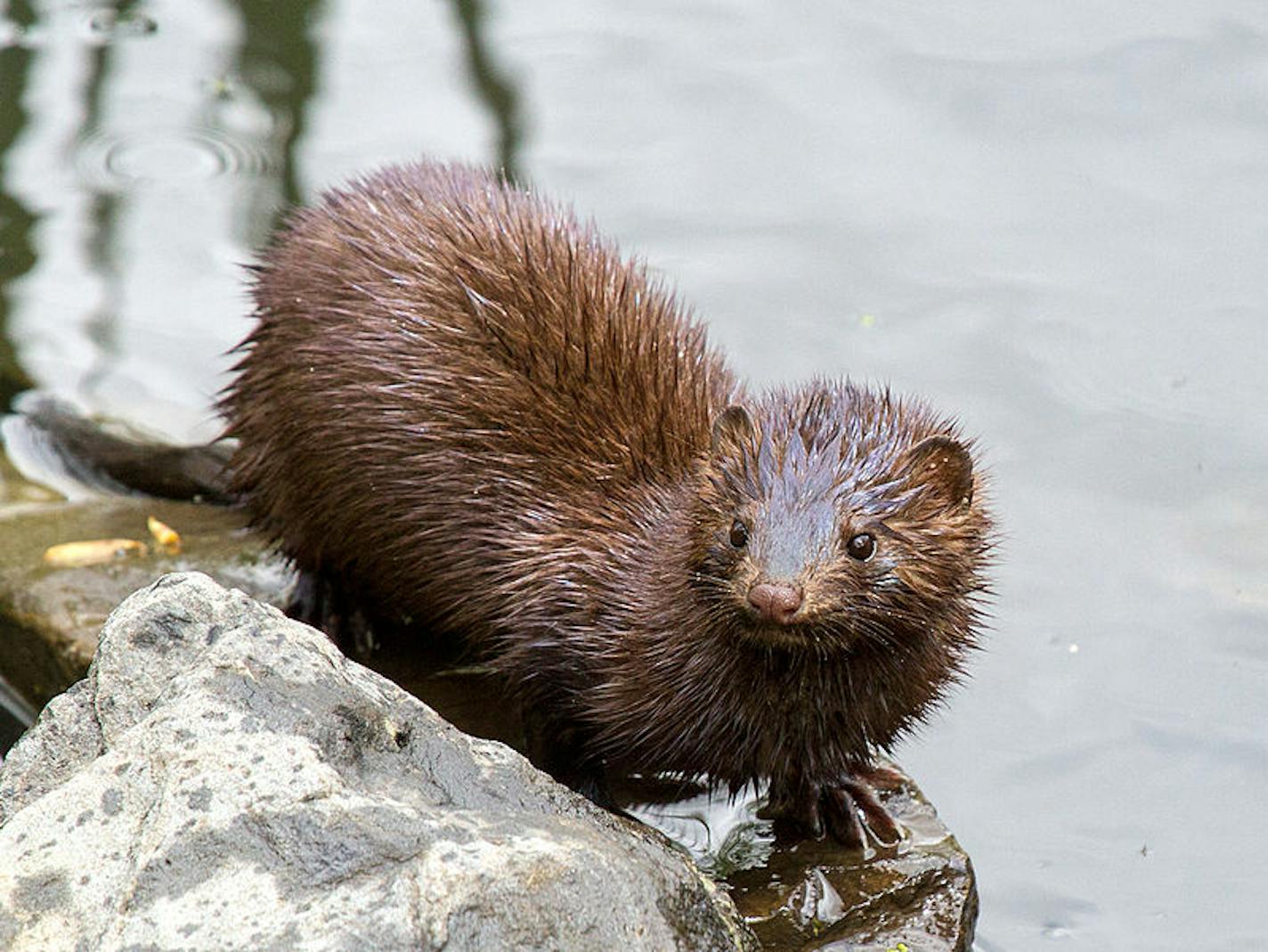 An American mink, pictured in the United States.