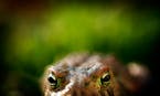 The American Toad is often heard in or around Minnesota wetlands during the spring mating season.