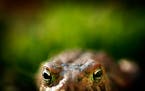 The American Toad is often heard in or around Minnesota wetlands during the spring mating season.