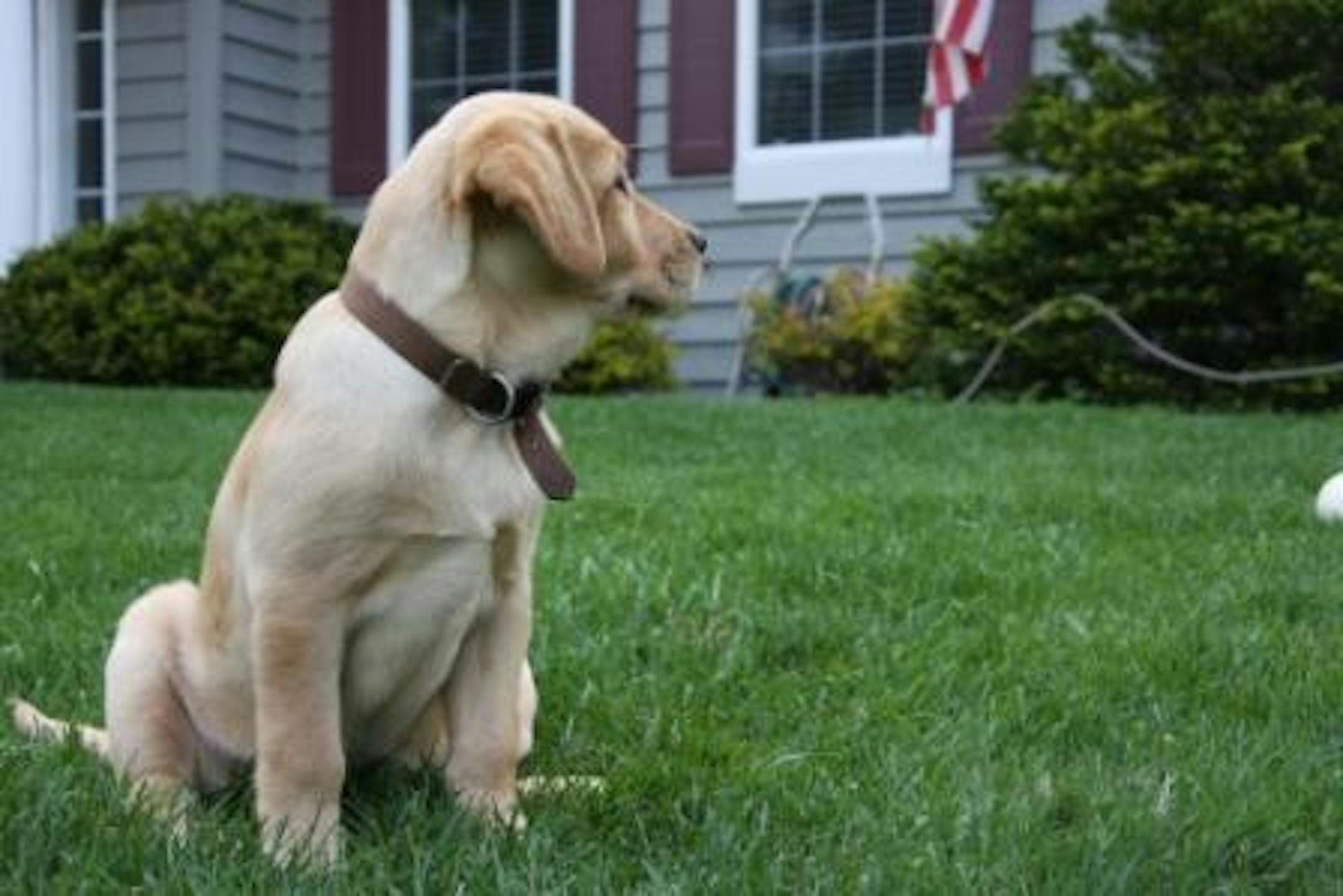 HPK's Double Curl "Beau" checking out her new home.