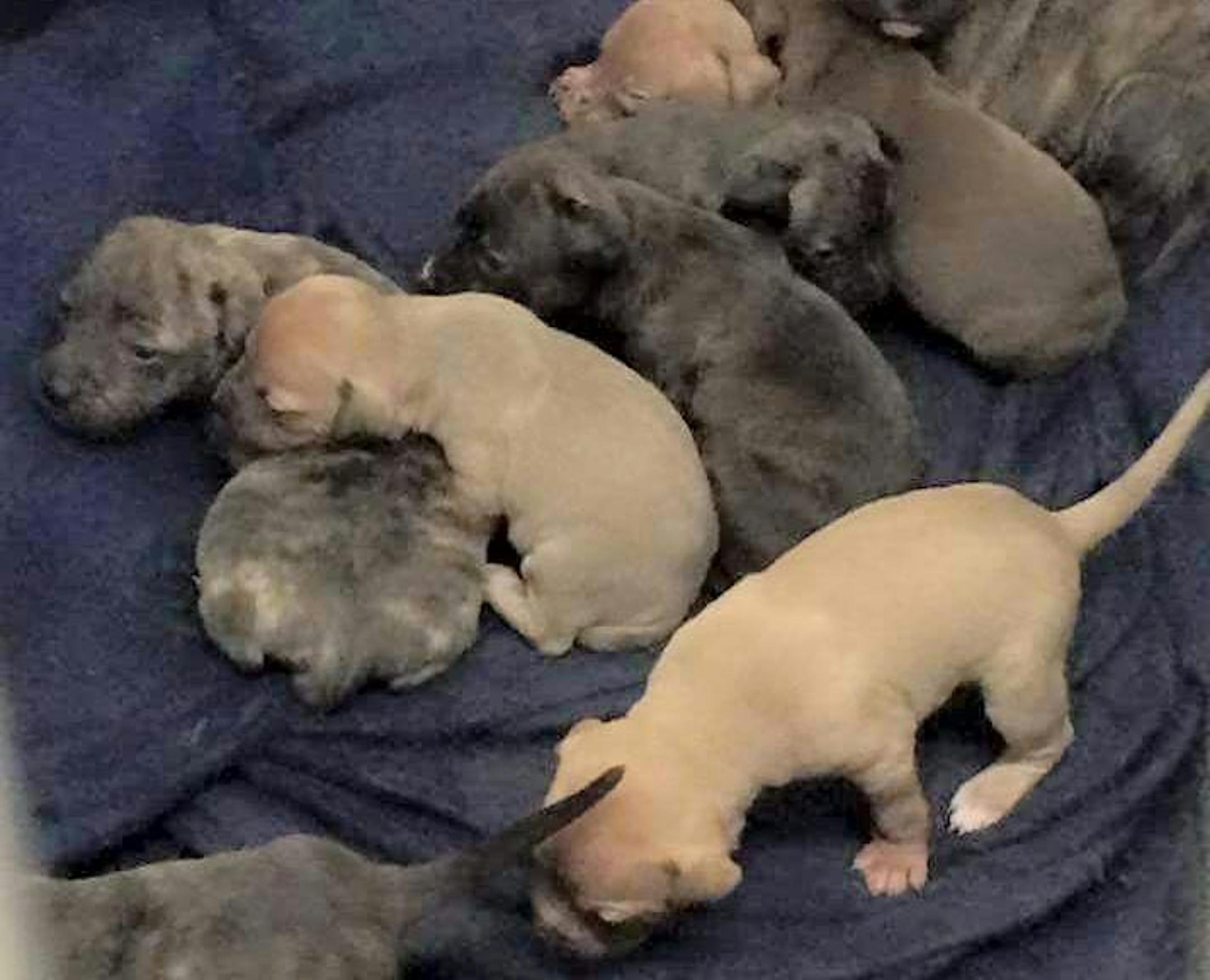 Some of these puppies were in a van that was stolen in St. Paul before dawn Tuesday.