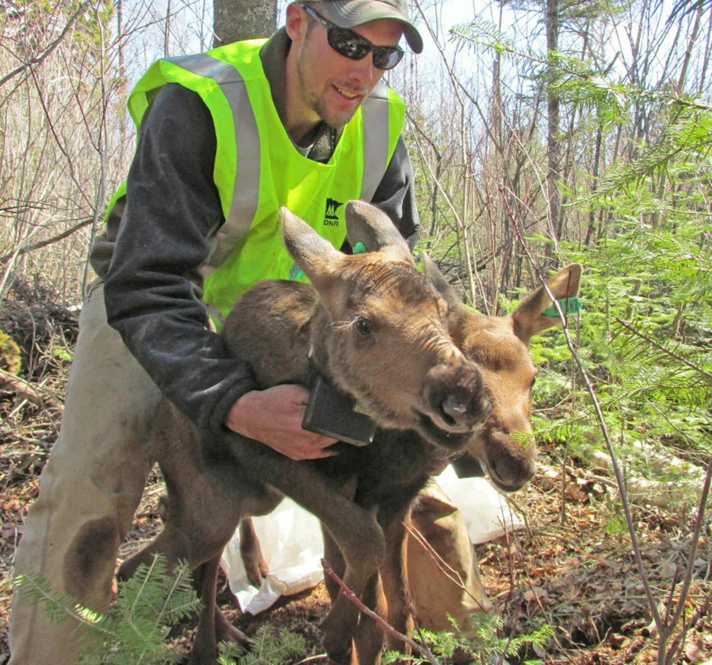 Wolves naturally prey on moose herds, but wolf populations shrink when fewer moose calves are available to feed on.