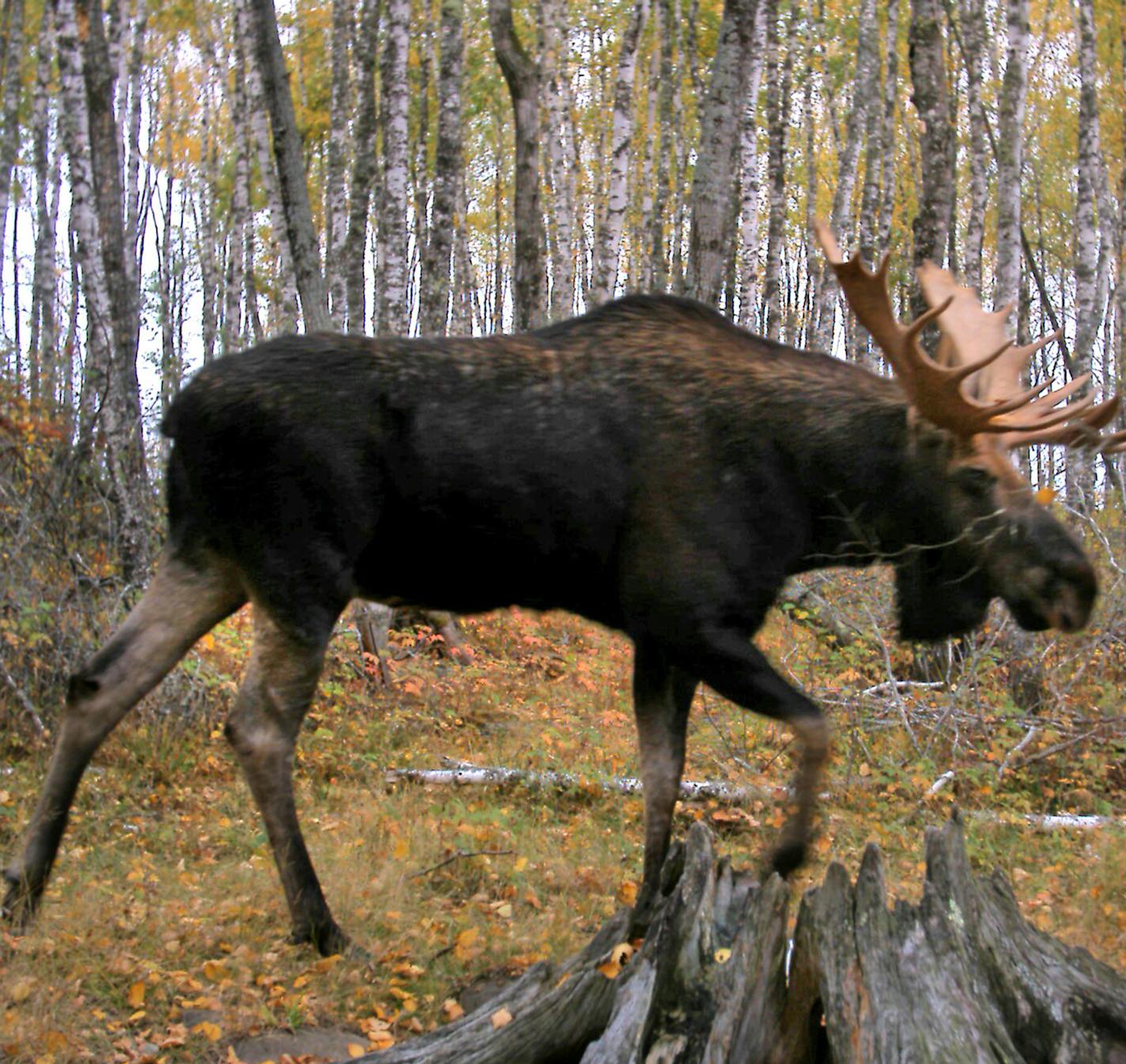 The DNR plan reduces deer in the state's primary moose range, while increasing them in areas that don't overlap with moose.