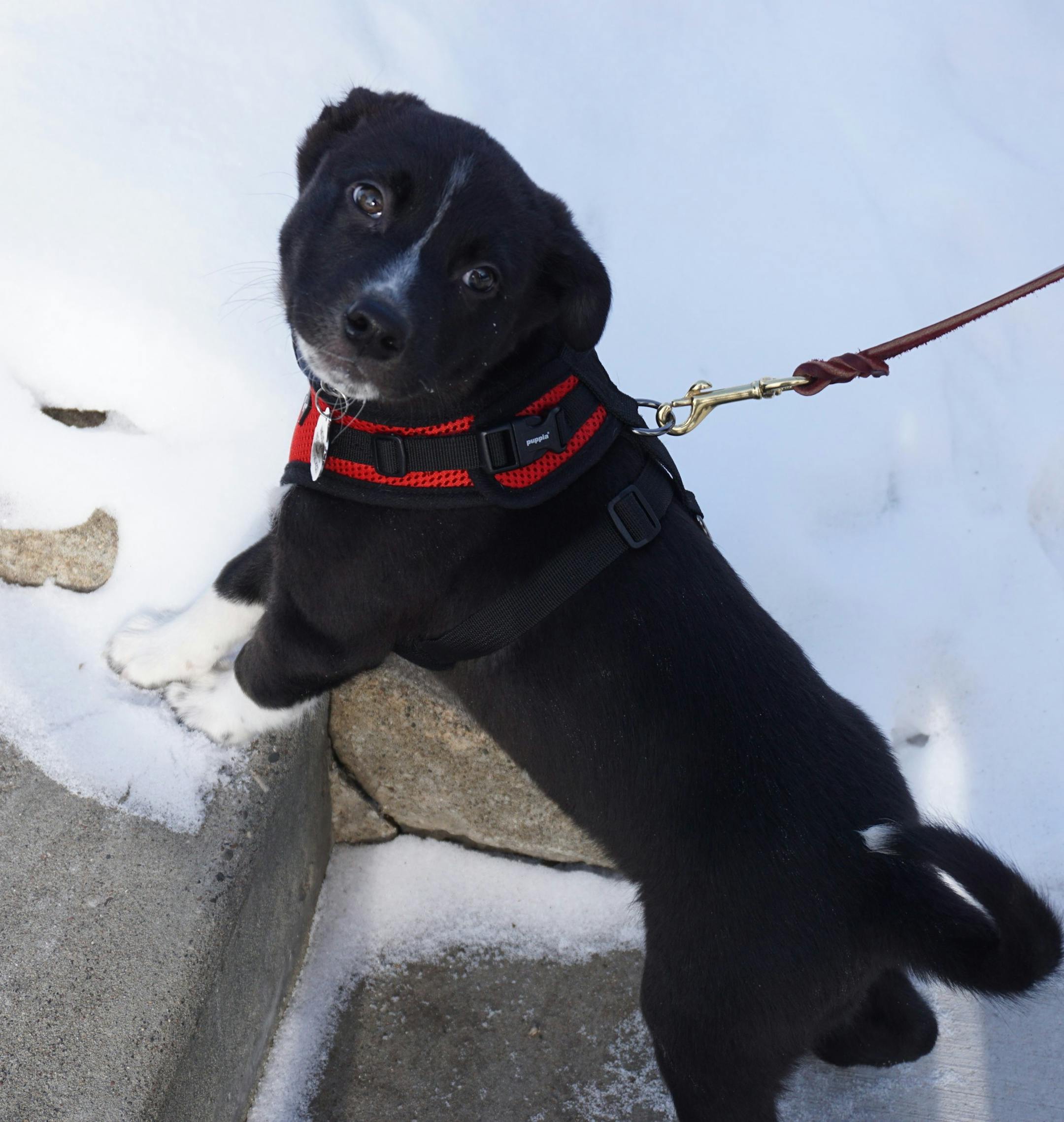 Angus took to the leash almost immediately.