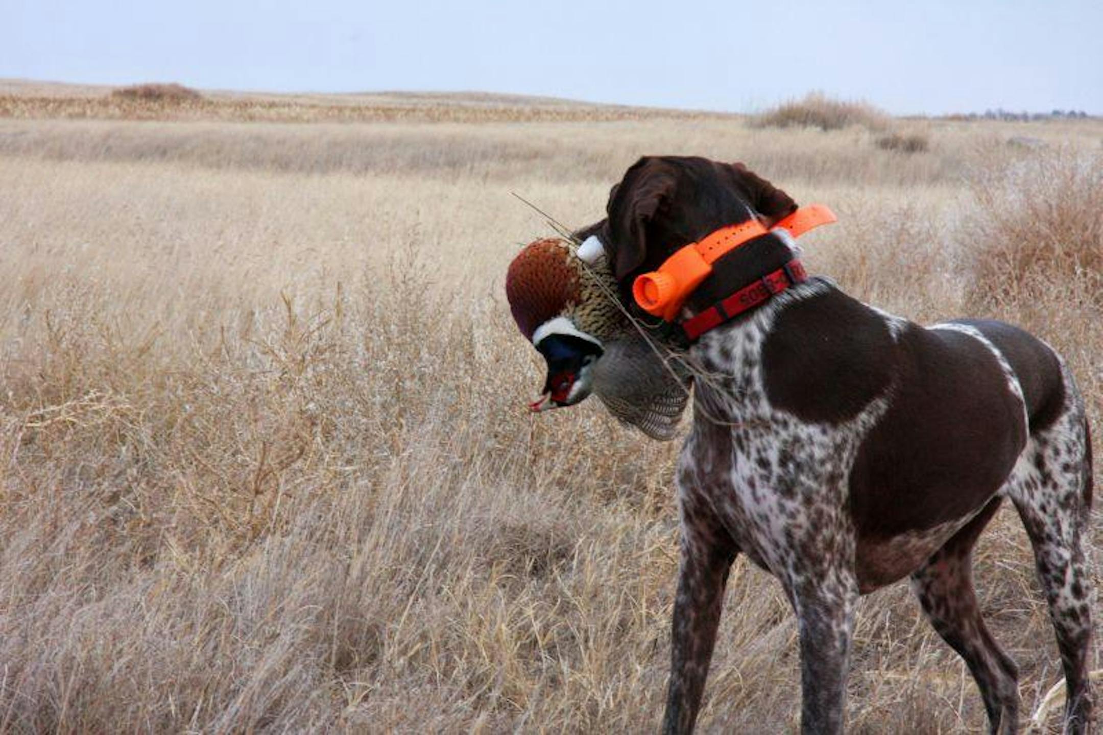 The author and his shorthair look back fondly on the skunkless 2009 bird hunting season