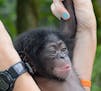 Baltimore-born chimp, Keeva, is photographed at the Lowry Park Zoo on May 6, 2015 in Tampa, Fla. (Dave Parkinson/Tampa's Lowry Park Zoo) ORG XMIT: 116