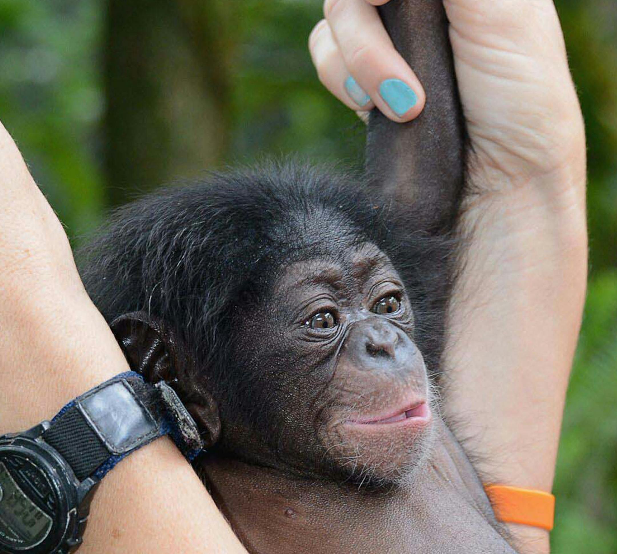 Baltimore-born chimp, Keeva, is photographed at the Lowry Park Zoo on May 6, 2015 in Tampa, Fla. (Dave Parkinson/Tampa's Lowry Park Zoo) ORG XMIT: 1167725