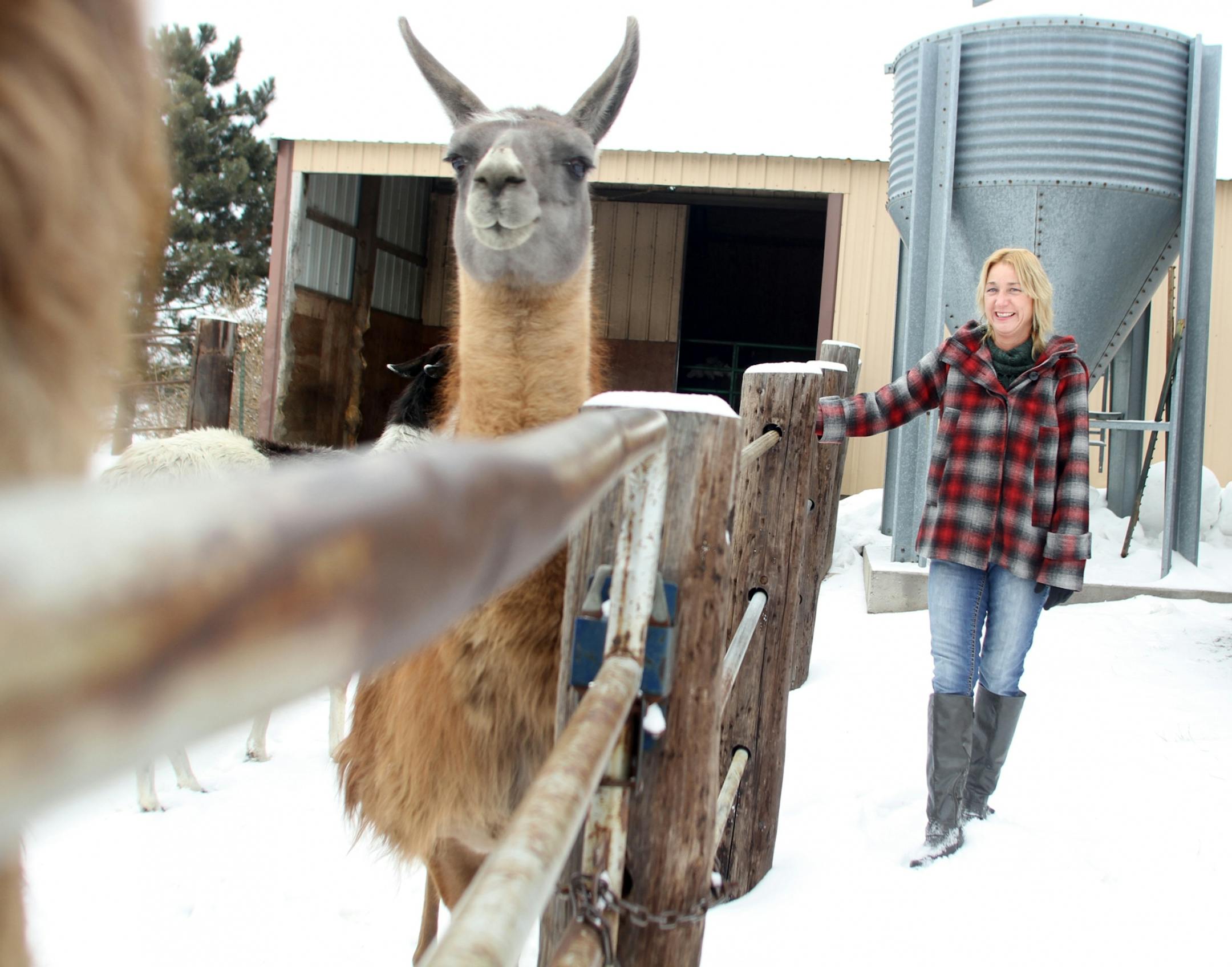 Cindy Ohman stood outside Goose Lake Farms & Winery on Febuary 6, 2013. She and her husband keep various animals at their farm for their customers' enjoyment. Cindy and Leon Ohman are the owners of Goose Lake Farm & Winery in Nowthen, MN and have been in business since 2004.