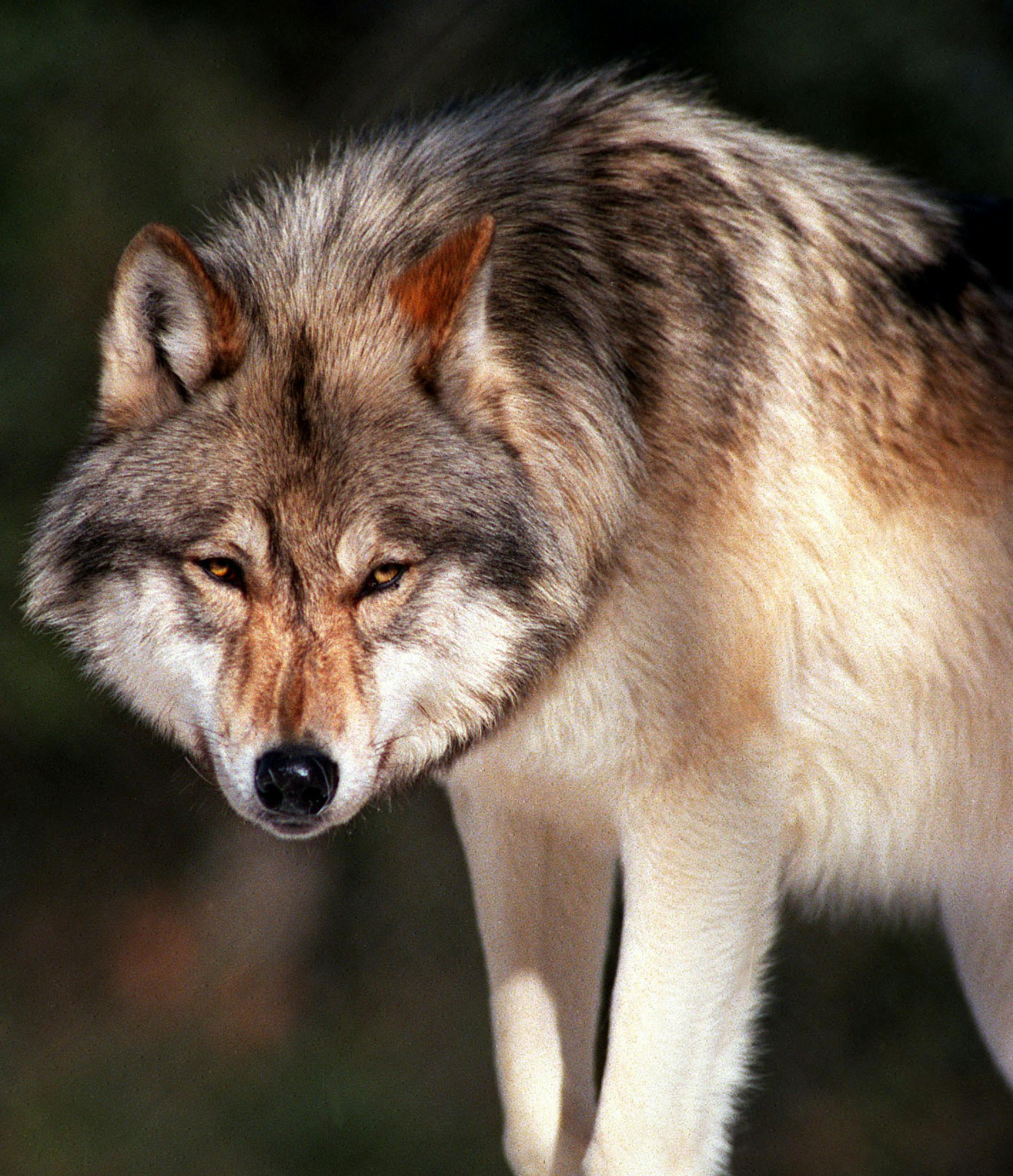 The Eastern Timberwolf, one of three two year old wolves at the International Wolf Center in Ely, MN. in 1991.