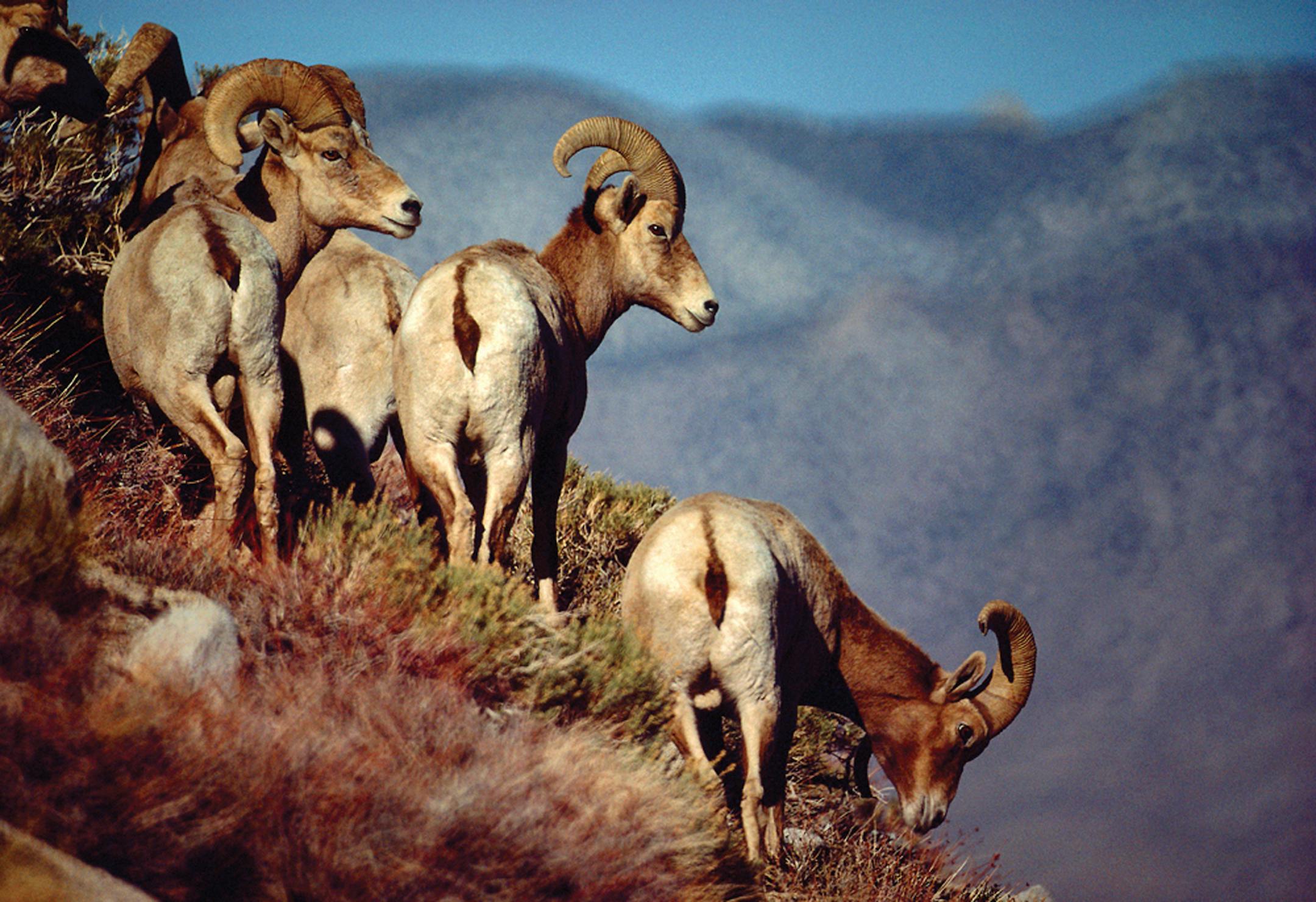 Desert Bighorn sheep