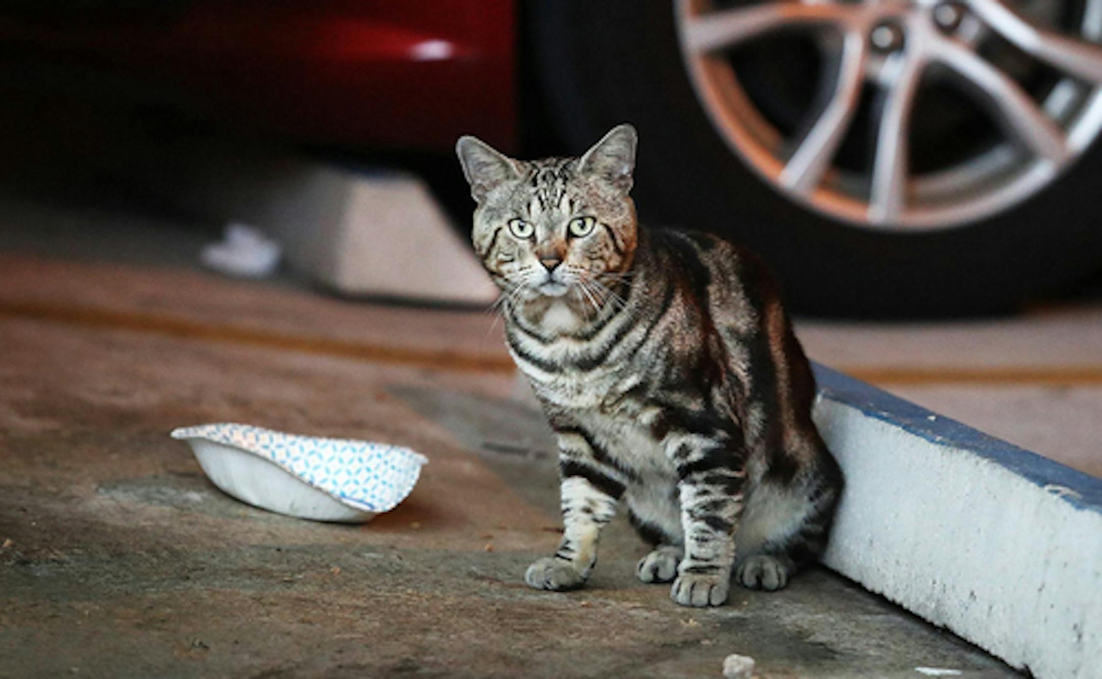 A cat sits near an empty bowl in a parking garage at Nova Southeastern University in Davie on Tuesday, Aug. 3, 2021. The university has threatened to fire anyone who feeds stray cats on campus. (Carline Jean/Sun Sentinel/TNS) ORG XMIT: 23464602W