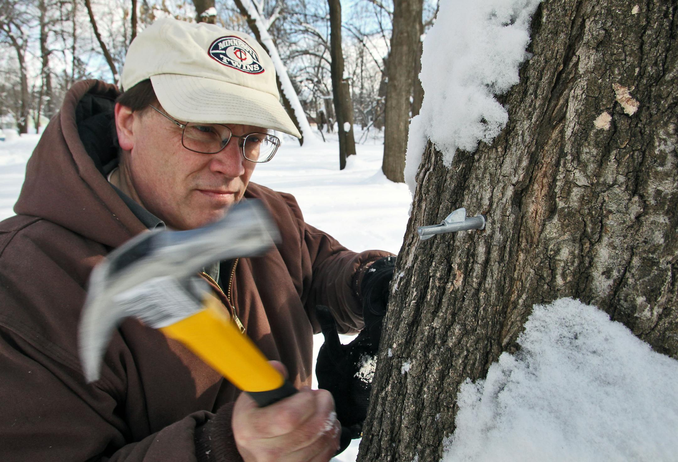 Chris Ransom tapped into an acre of sugar maples on his and neighboring property in Vadnais Heights. The snow is still deep but the drawing of maple sugar is a sure sign of Spring.
(MARLIN LEVISON/STARTRIBUNE(mlevison@startribune.com (cq -program)