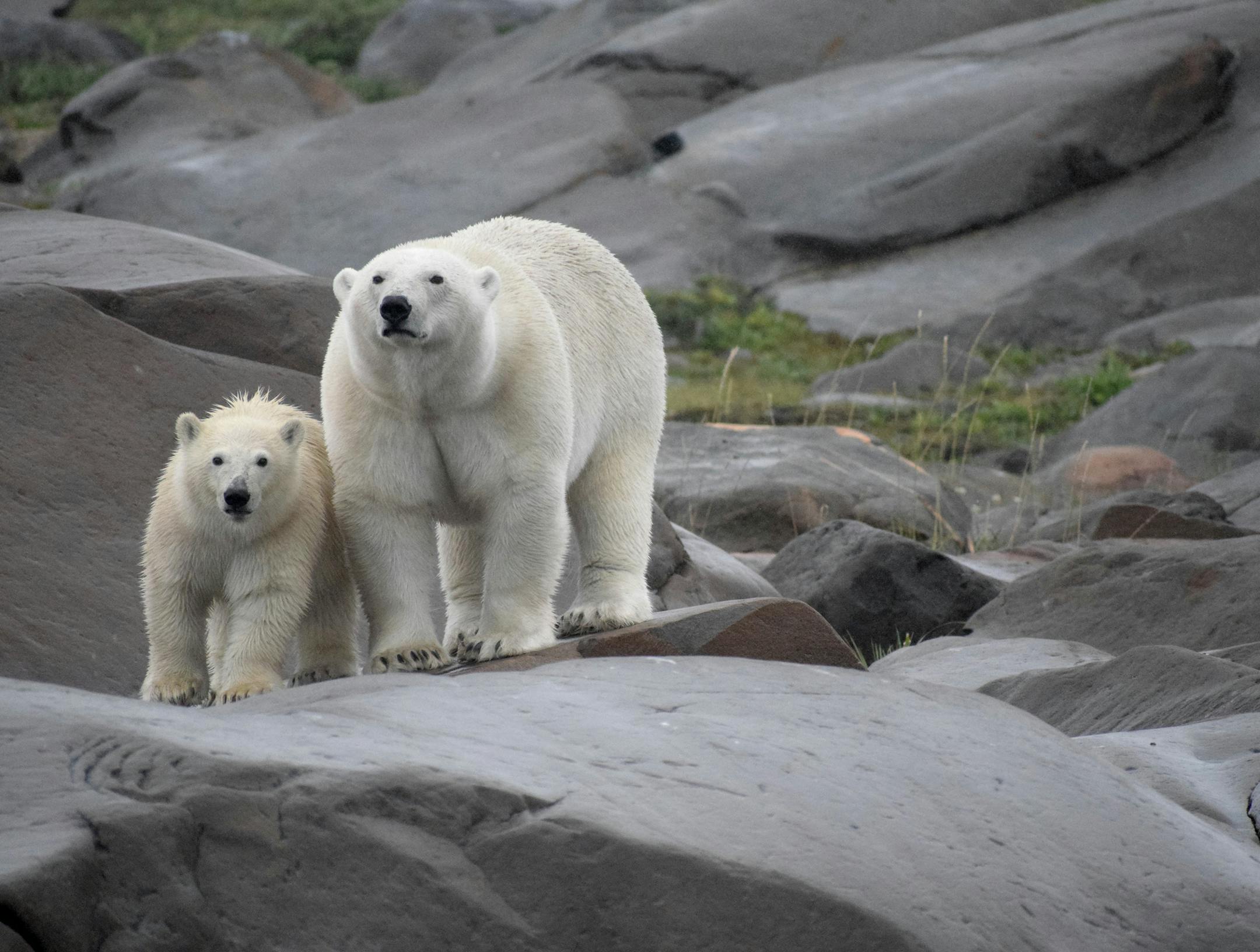 Can I have your name as you would like it to appear in print, and the town in which you live? Kerri Lundrigan, Farmington, MN Where were you when you took this photo? What does it show? We were in Churchill, Manitoba. We took an 8-hour boat trip on the Hudson Bay looking for Polar Bears. Not long into the trip, we came across this mom and cub and followed them as they meandered along the water. What equipment did you use—a phone or a particular camera? I used my Nikon D5300 camera with AF