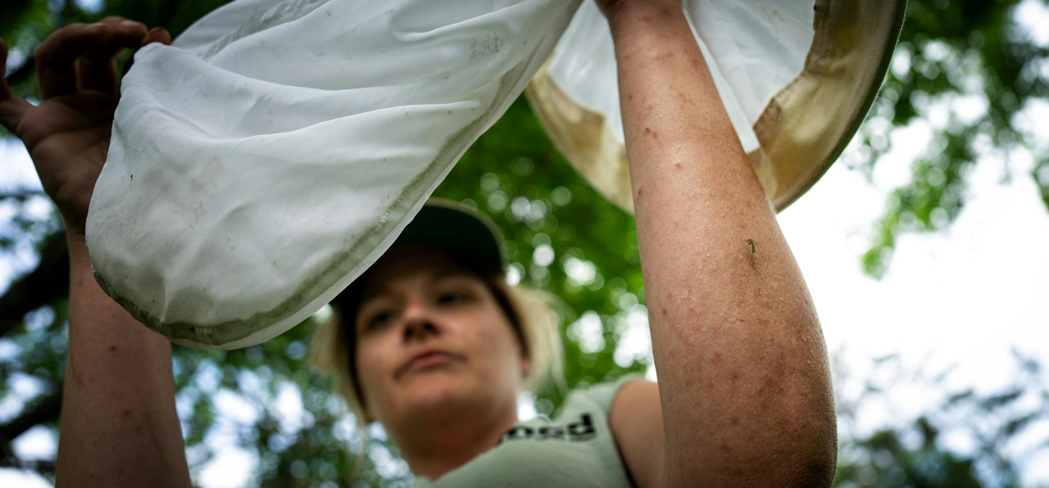 Even as a mosquito drew blood from her forearm, field technician Gabriella Chacon gathered mosquitoes and other insects around Pomerleau Lake to check the level of infestation.