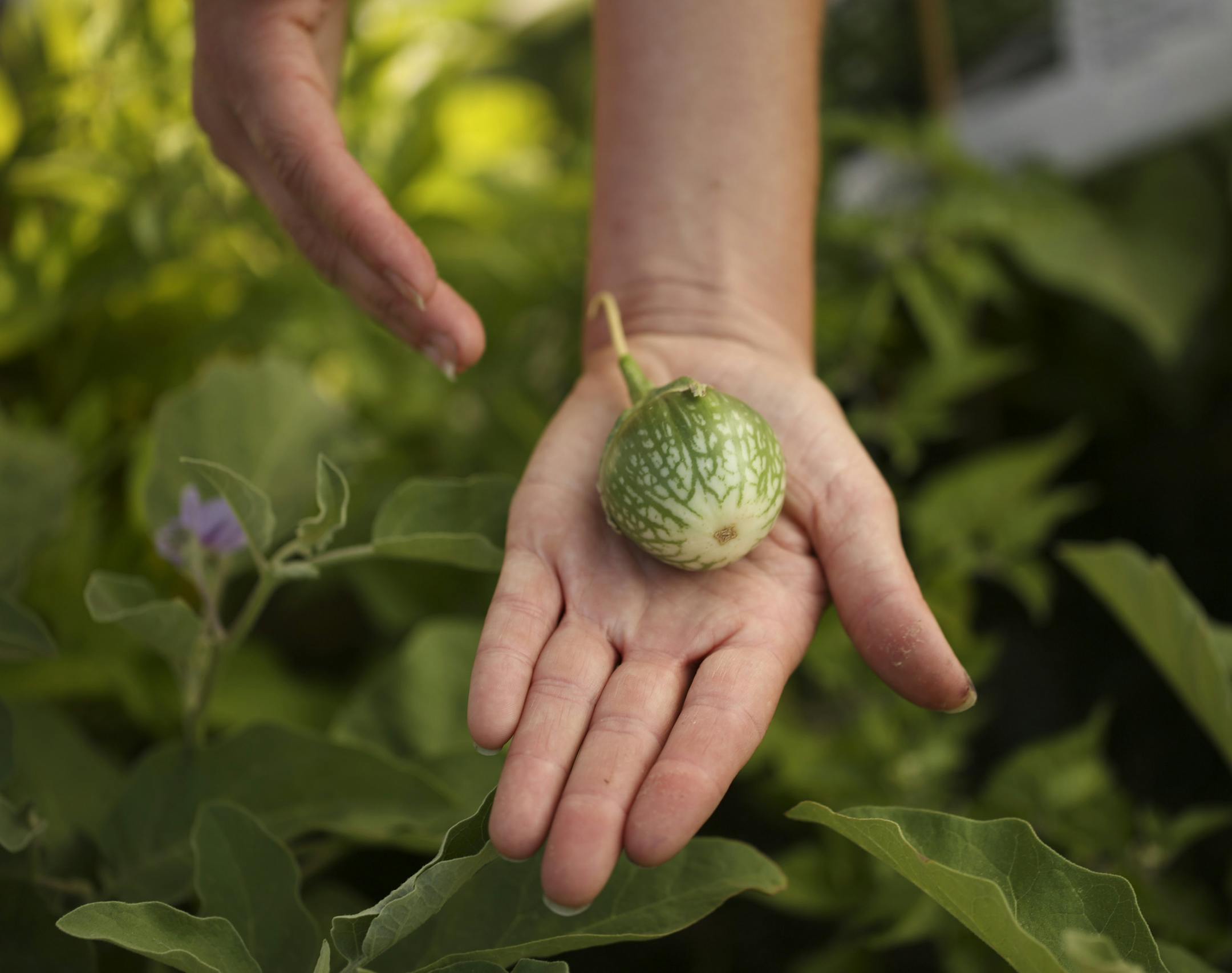 Kermit eggplant grew in the West African Edible Streetscape container. ] JEFF WHEELER ï jeff.wheeler@startribune.com Urban Oasis, a sustainable food center, hosted a walking tour of its "Edible Streetscapes" project in St. Paul Wednesday evening, July 20, 2016. A series of ten planters along East 7th St. showcase various food traditions from this area in St. Paul.