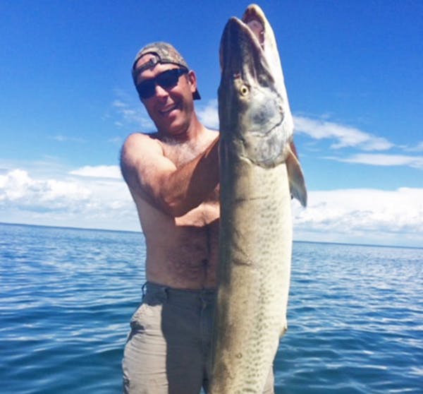 Record-breaker: Gary Gilbert, 55, of Becker, was en route to a favorite walleye spot on Mille Lacs on June 17 when he came upon a record 59&#xbd;-inch