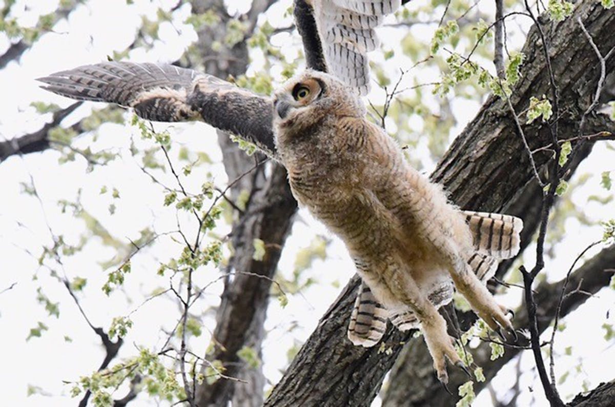 Great horned owls are the earliest nesting bird in Minnesota.