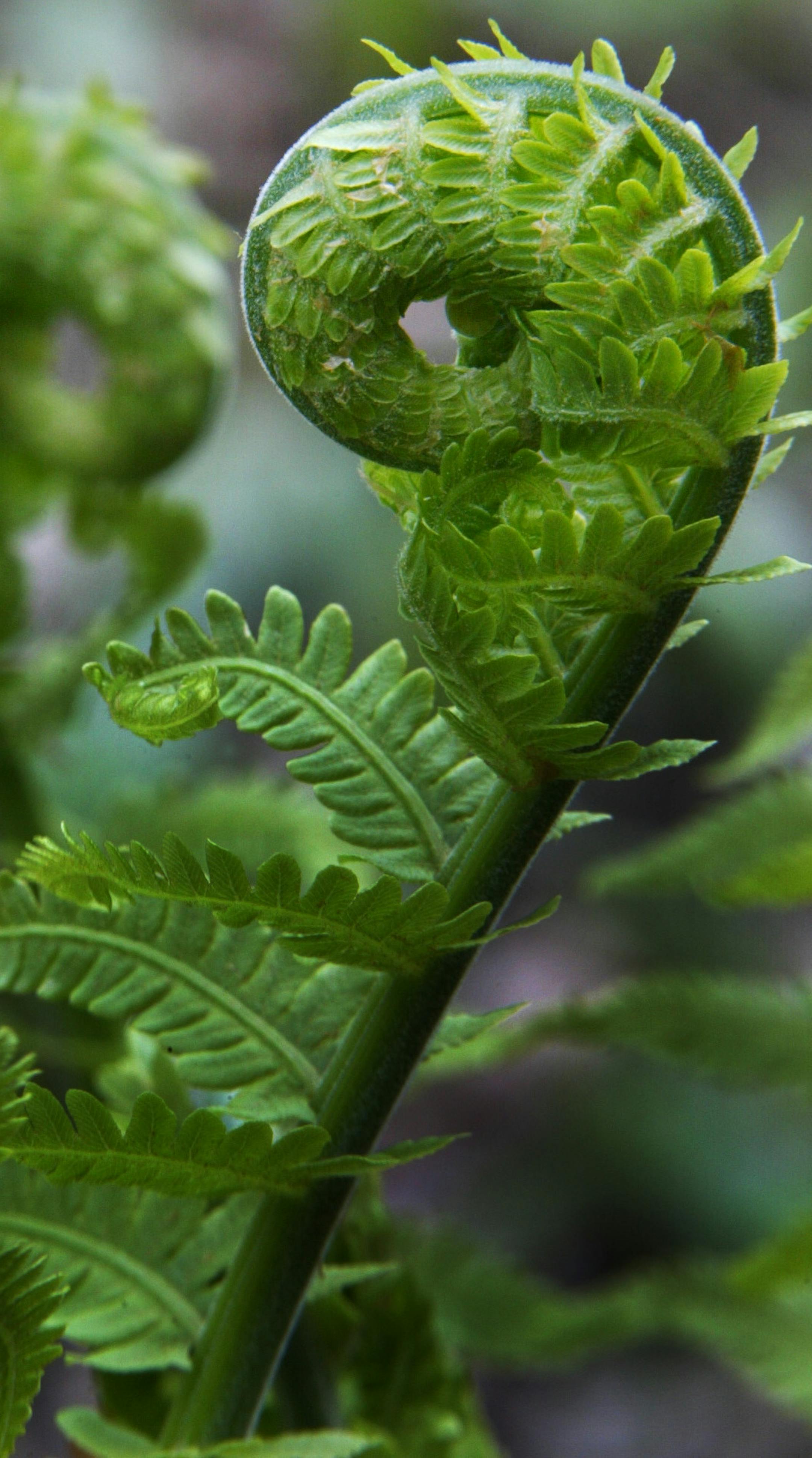 White Water State Park,MN;5/1/03:A couple of fiddle head ferns bask in the spring warmth before they will soon unfurl at Whitewater State Park.
GENERAL INFORMATION: Spring photos. CAPTION FOR VARIETY, PRINT EDITION: Fiddlehead ferns, Whitewater State Park, Elba, Minn. CAPTION FOR VARIETY, ONLINE EDITION: The tight green spine of the fiddlehead fern will unfurl as the season advances in Whitewater State Park near Elba, Minn.