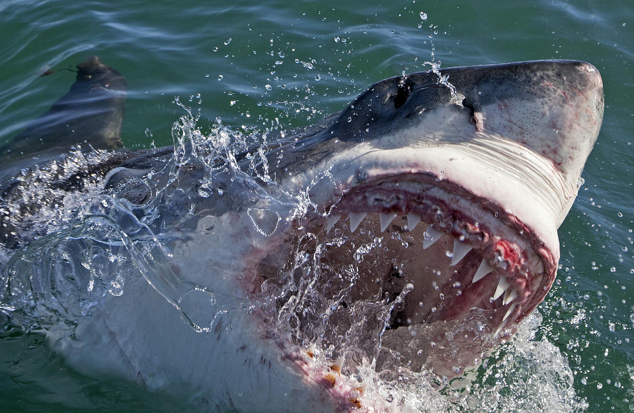 Chris Fallows/Discovery Shark Week: A Great White shark coming out of the water biting while searching for Colossus in South Africa. ORG XMIT: Producer Deliverable
