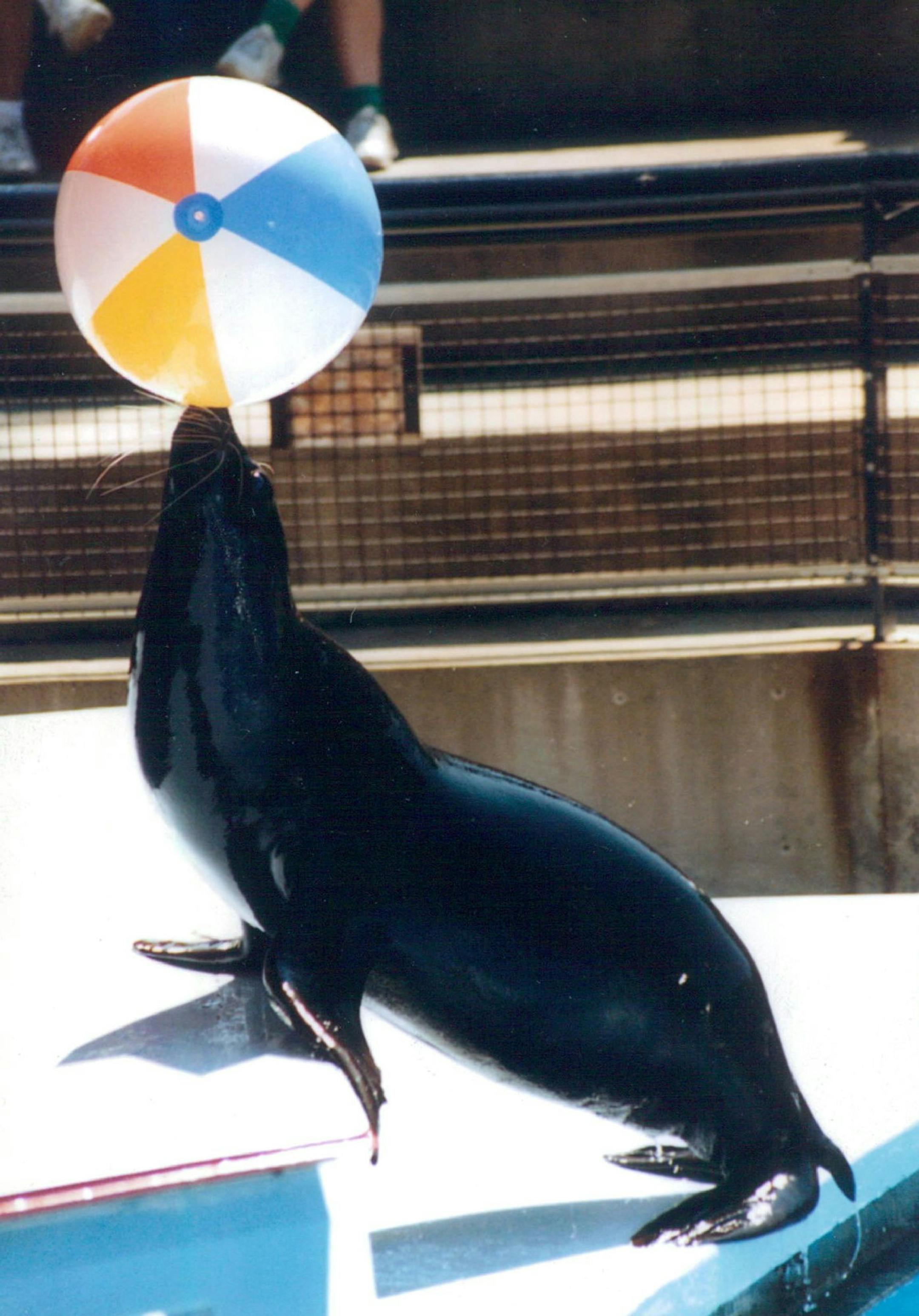 Sparky, The Sea Lion, Como Zoo Como Zoological Society