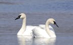 Photos by Jim Williams
A pair of trumpeter swans considers a nest site.
