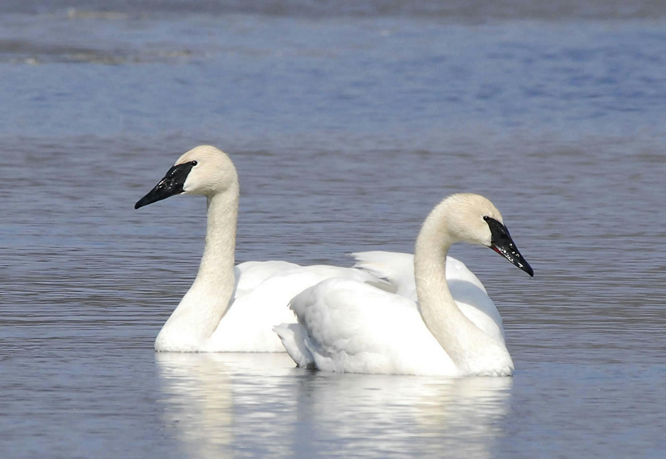 Photos by Jim Williams
A pair of trumpeter swans considers a nest site.