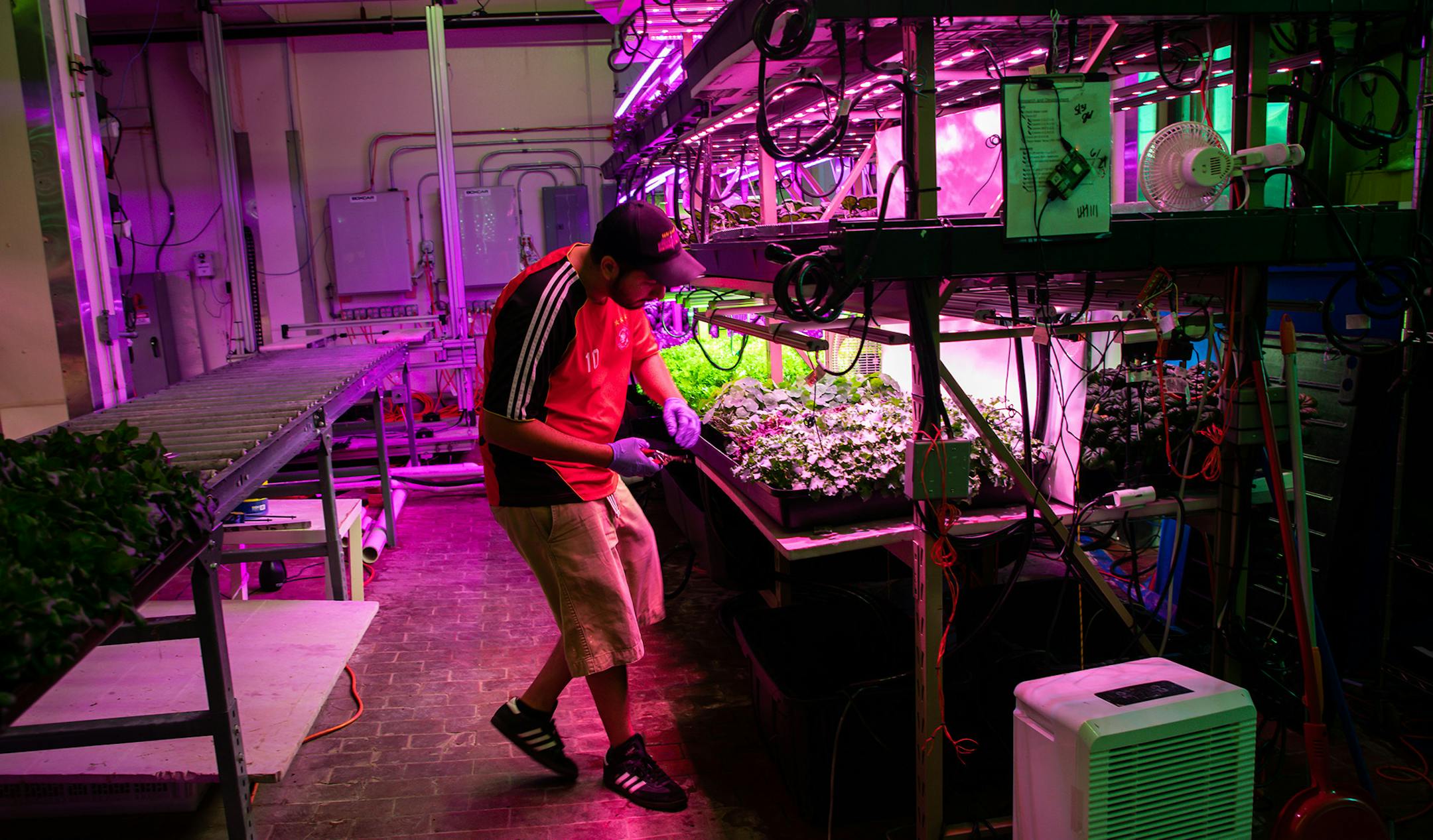 Sergio Arroyo, a technician, works at Backyard Fresh Farms, an indoor vertical farming facility located at The Plant, which houses food and agricultural startups, in Chicago on July 11, 2019. The pilot plant grows lettuce, kale, arugula and and other greens using innovative manufacturing processes designed to make the operation more efficient and profitable. (Zbigniew Bzdak/Chicago Tribune/TNS)