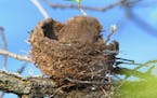 Robin's nest.