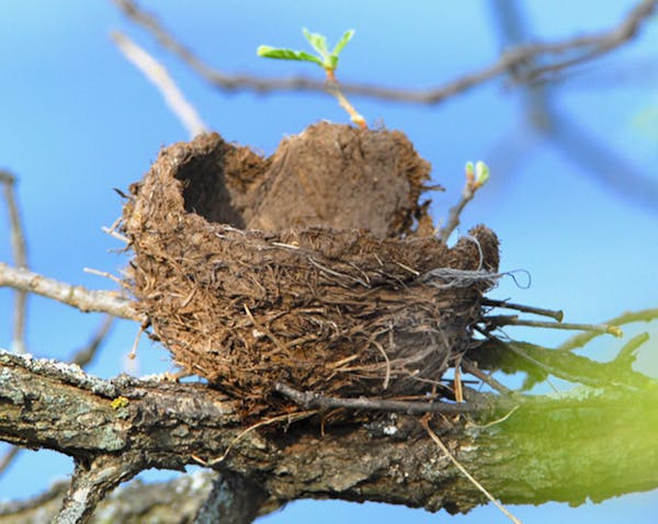 Robin's nest.